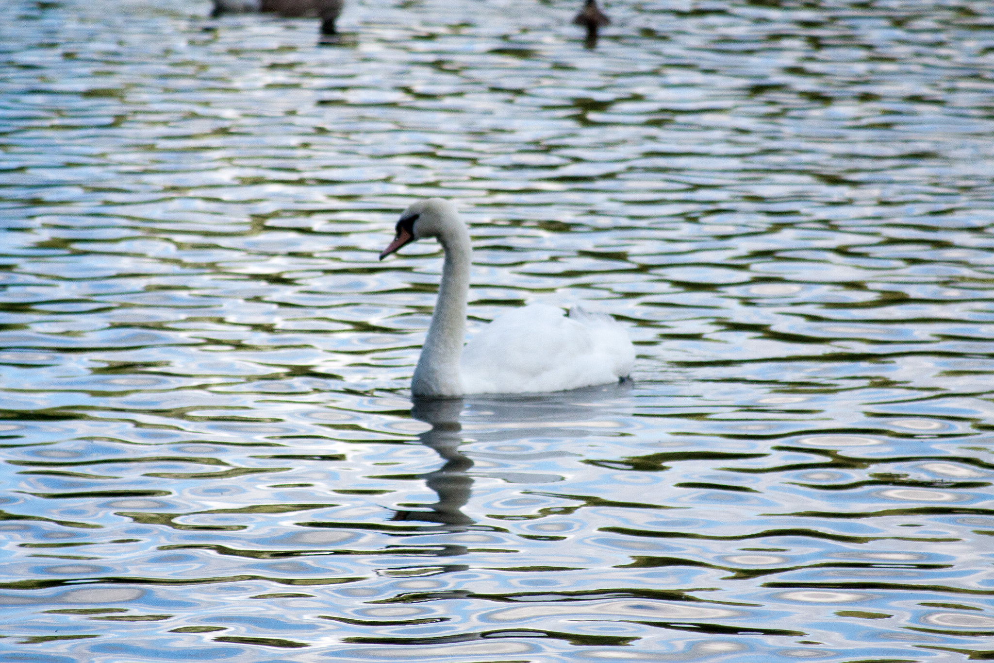 Canon EOS 450D (EOS Rebel XSi / EOS Kiss X2) + Canon EF 80-200mm F4.5-5.6 II sample photo. Img_6375-2.jpg photography