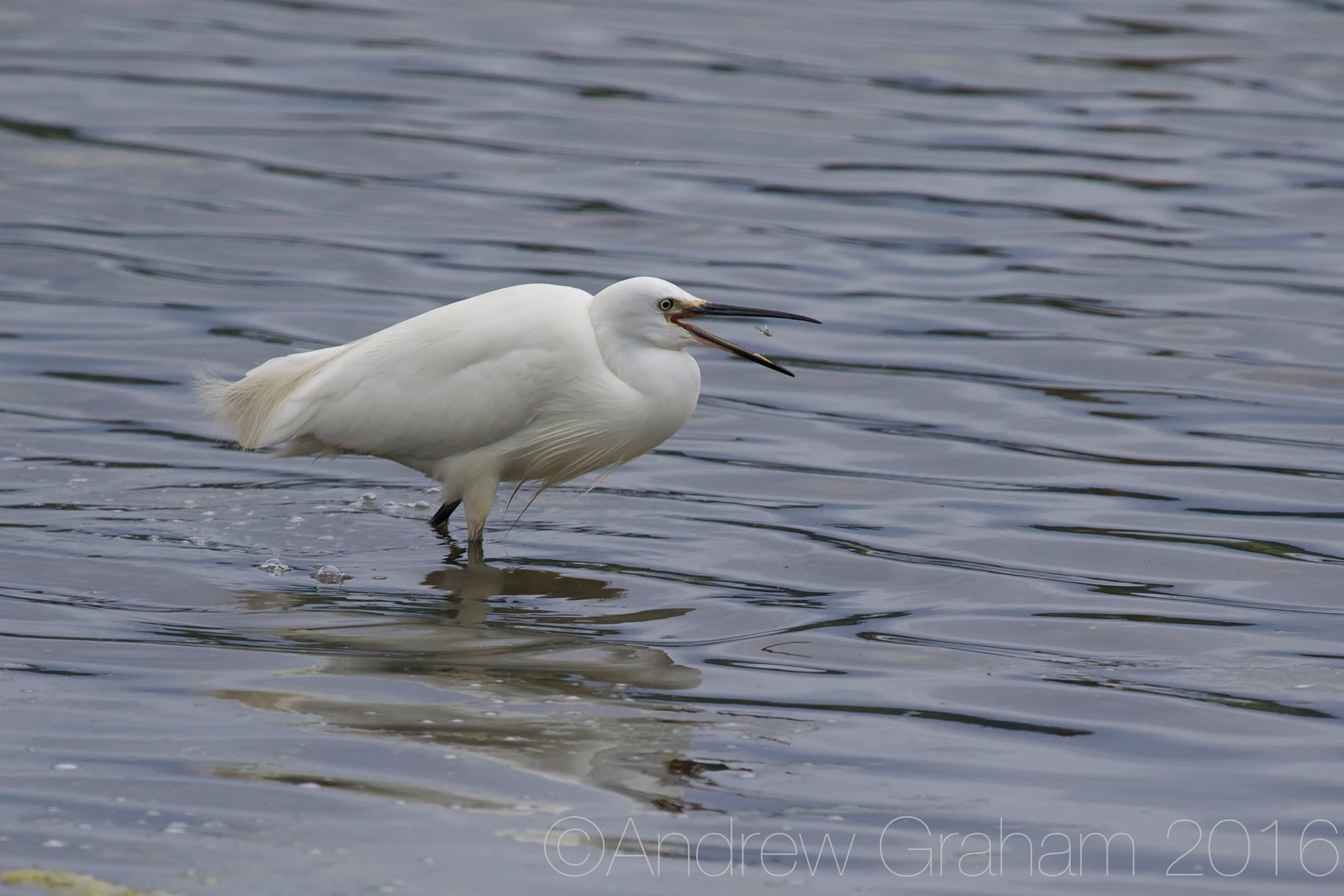 Canon EF 100-400mm F4.5-5.6L IS USM sample photo. Down the hatch photography