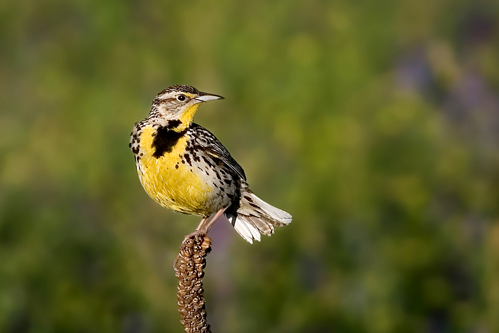 Canon EOS-1D Mark II N sample photo. Western meadowlark photography