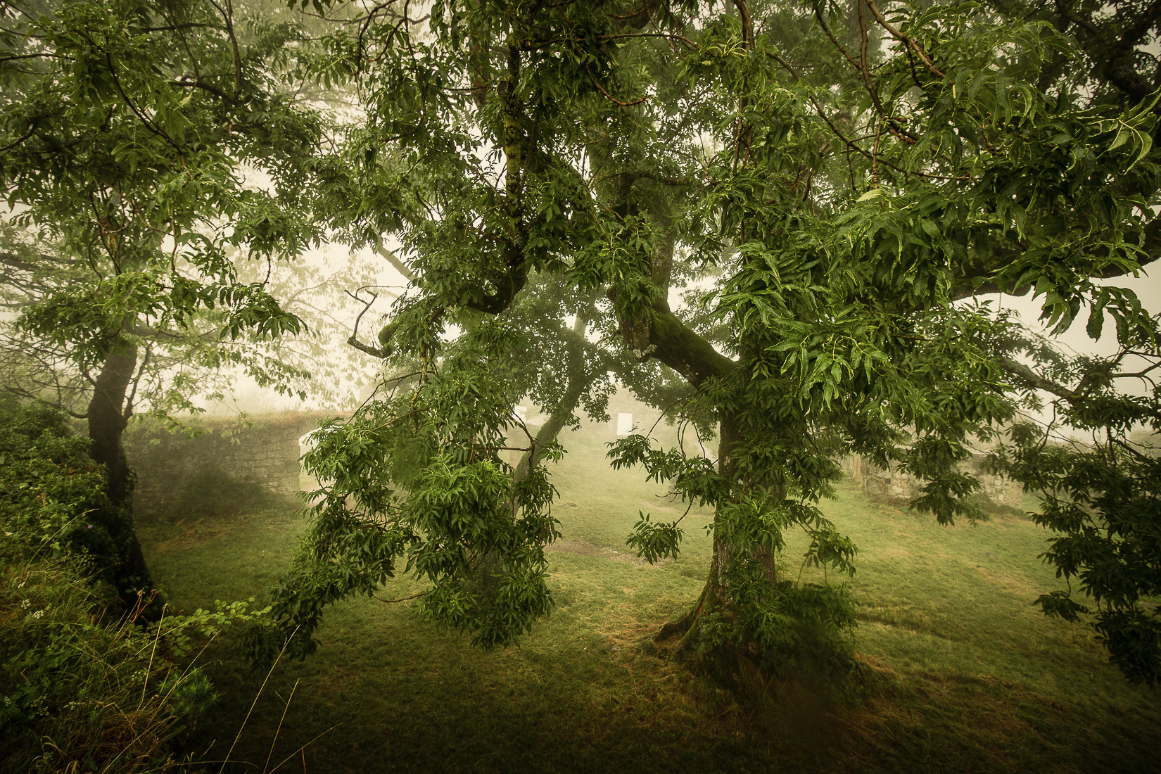 Canon EF-S 10-18mm F4.5–5.6 IS STM sample photo. Mourning spirits photography
