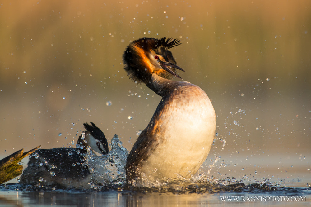 Nikon AF-S Nikkor 300mm F2.8G ED VR II sample photo. Water run photography