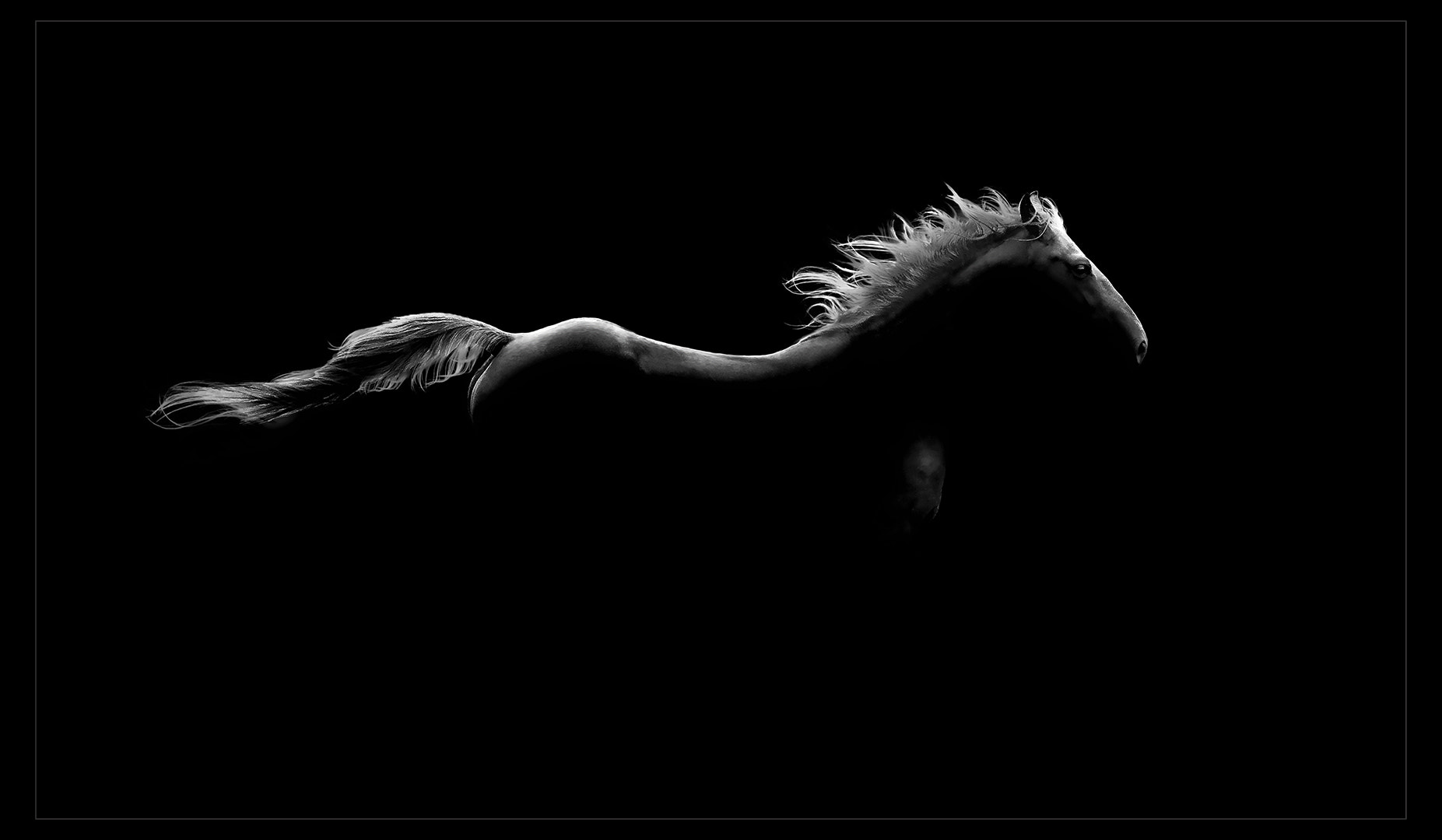Sigma 50-150mm F2.8 EX APO DC OS HSM sample photo. Midnight stallion photography