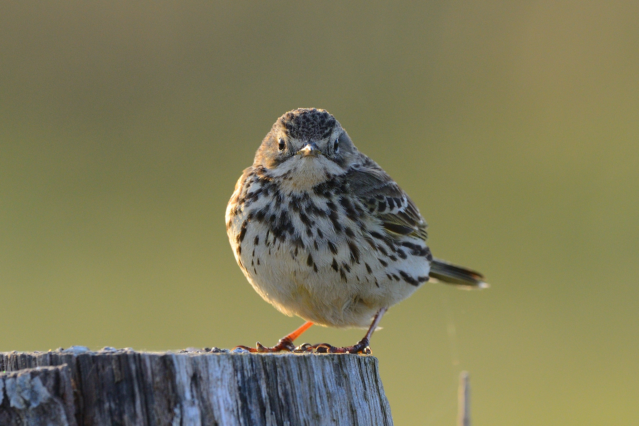 Nikon D800 + Nikon AF-S Nikkor 500mm F4G ED VR sample photo. Little fatty photography