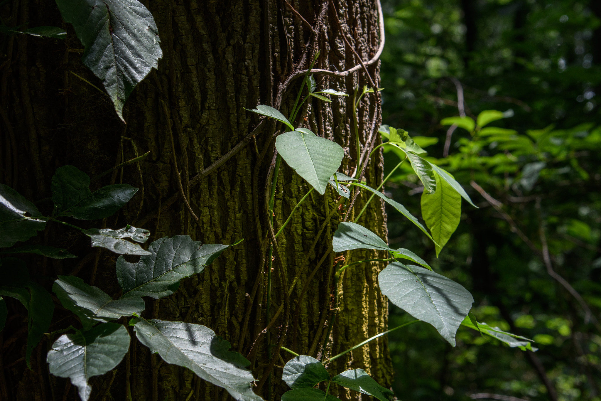 Nikon D500 sample photo. Tree leaves photography