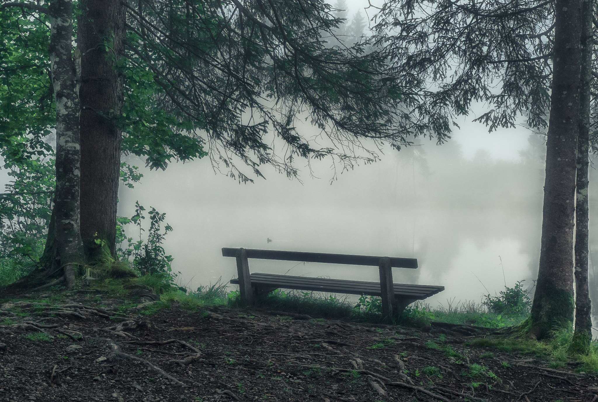Olympus Zuiko Digital ED 12-60mm F2.8-4.0 SWD sample photo. Lonely bench photography