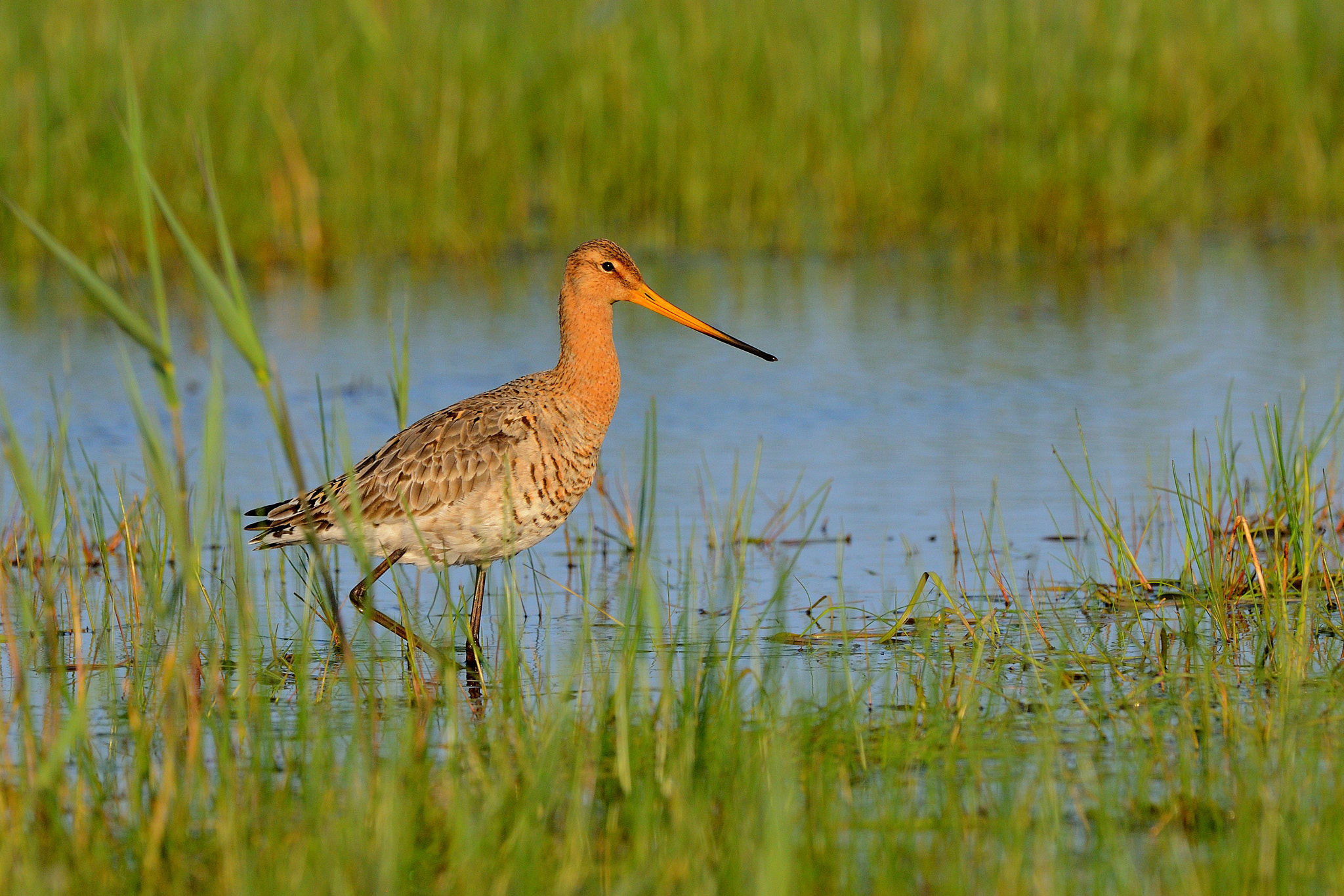 Nikon D800 + Nikon AF-S Nikkor 500mm F4G ED VR sample photo. Black-tailed godwit photography