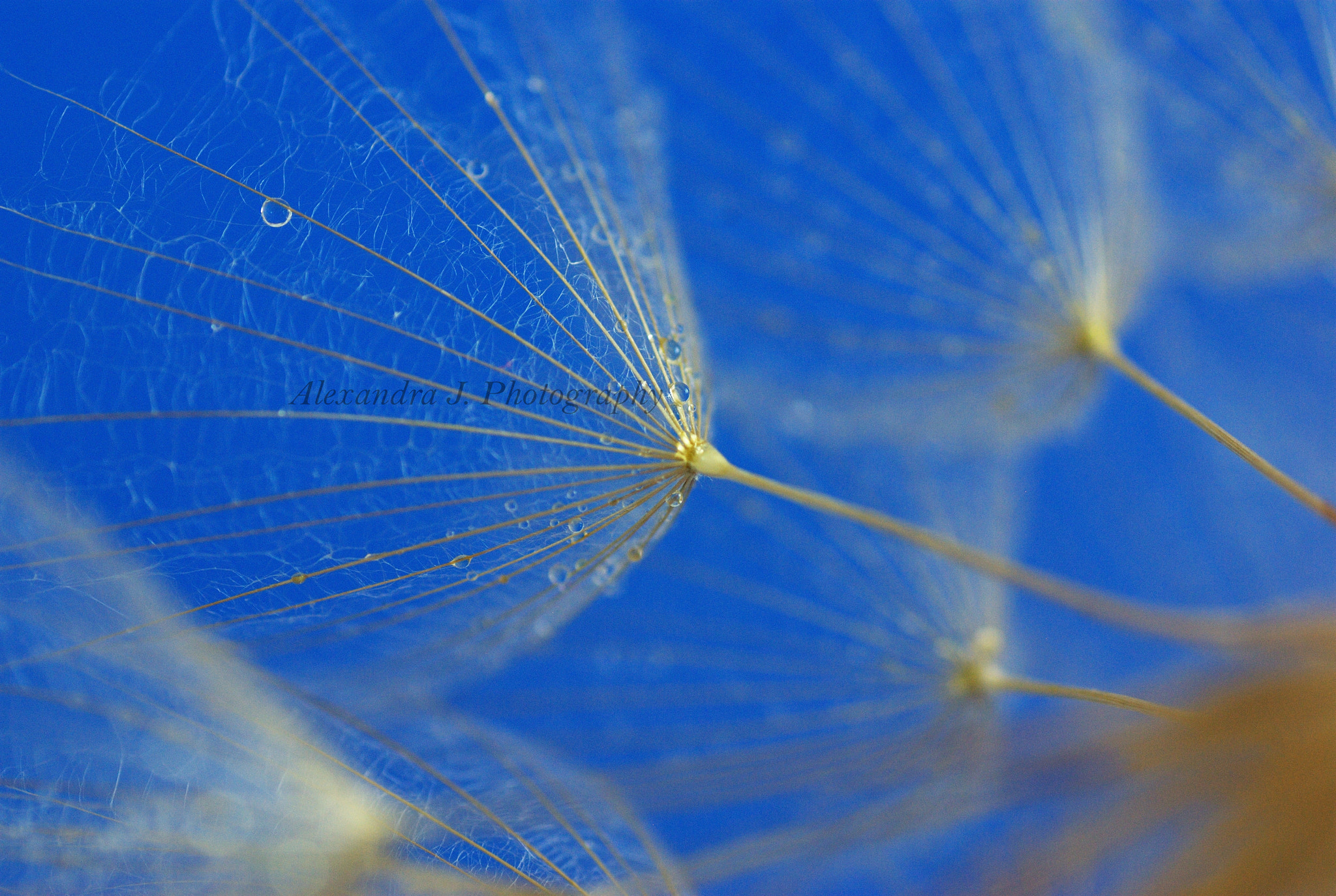 Pentax K10D + Tamron SP AF 90mm F2.8 Di Macro sample photo. Blue photography