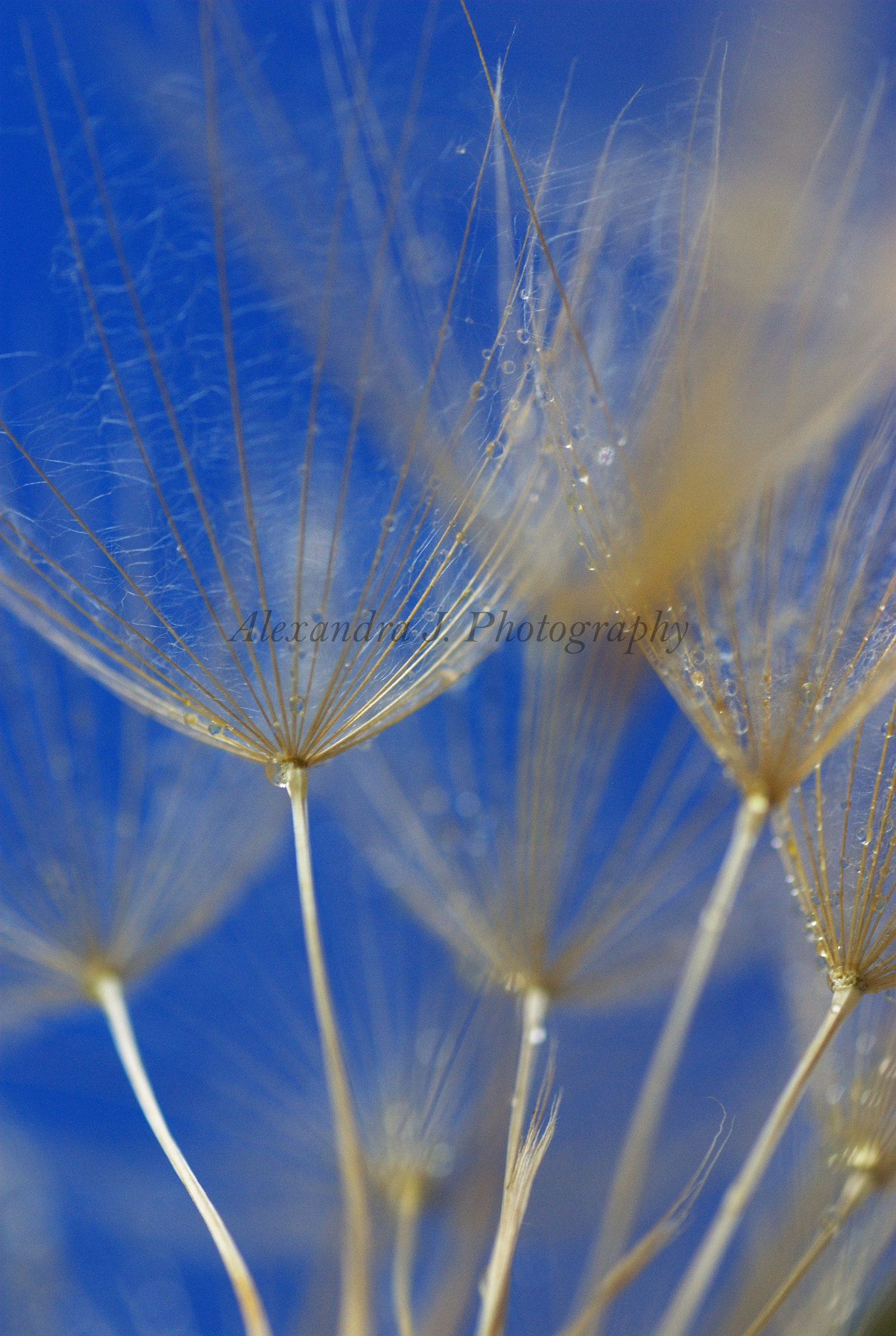 Pentax K10D + Tamron SP AF 90mm F2.8 Di Macro sample photo. Blue photography