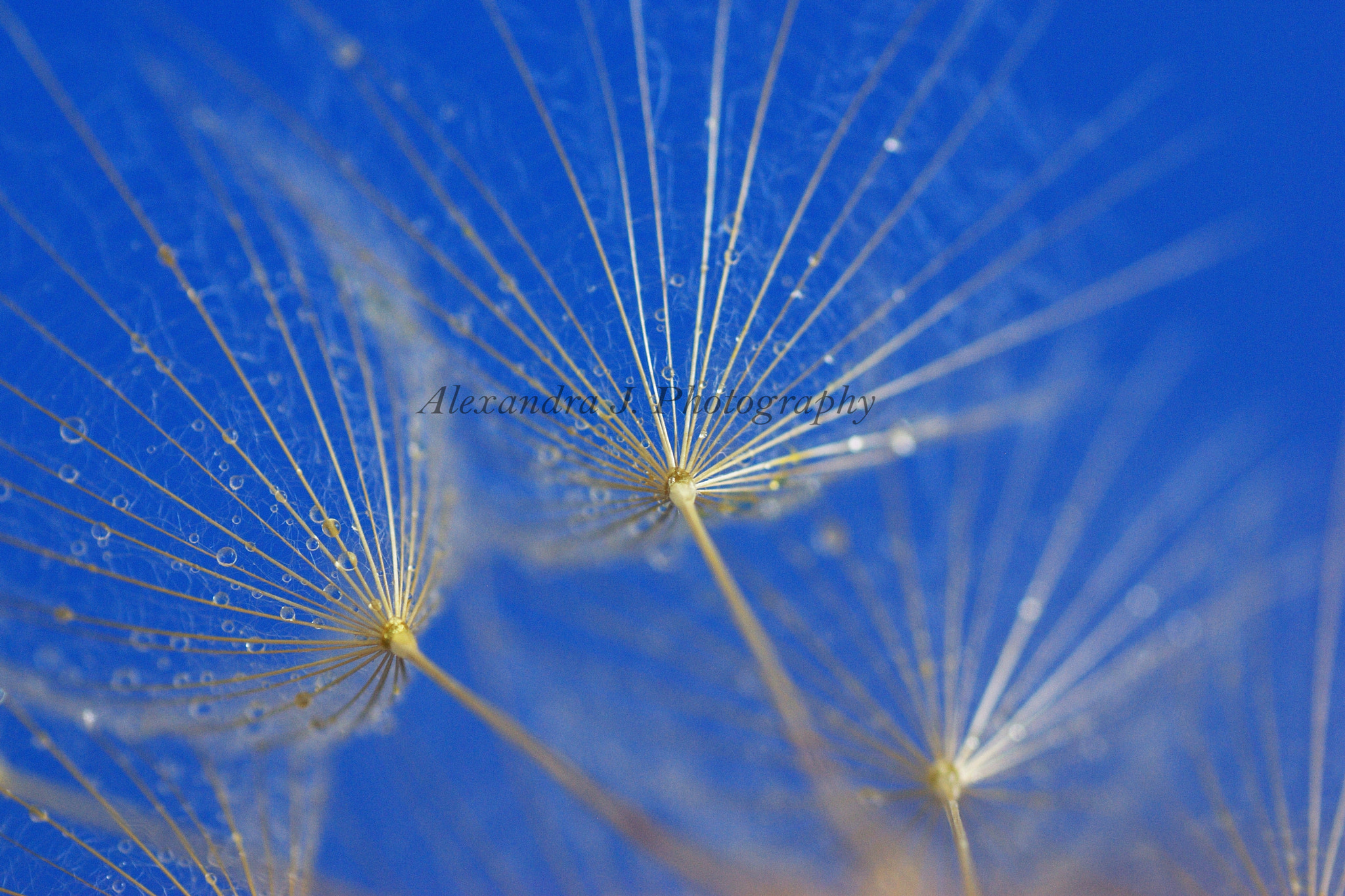 Pentax K10D + Tamron SP AF 90mm F2.8 Di Macro sample photo. Blue photography