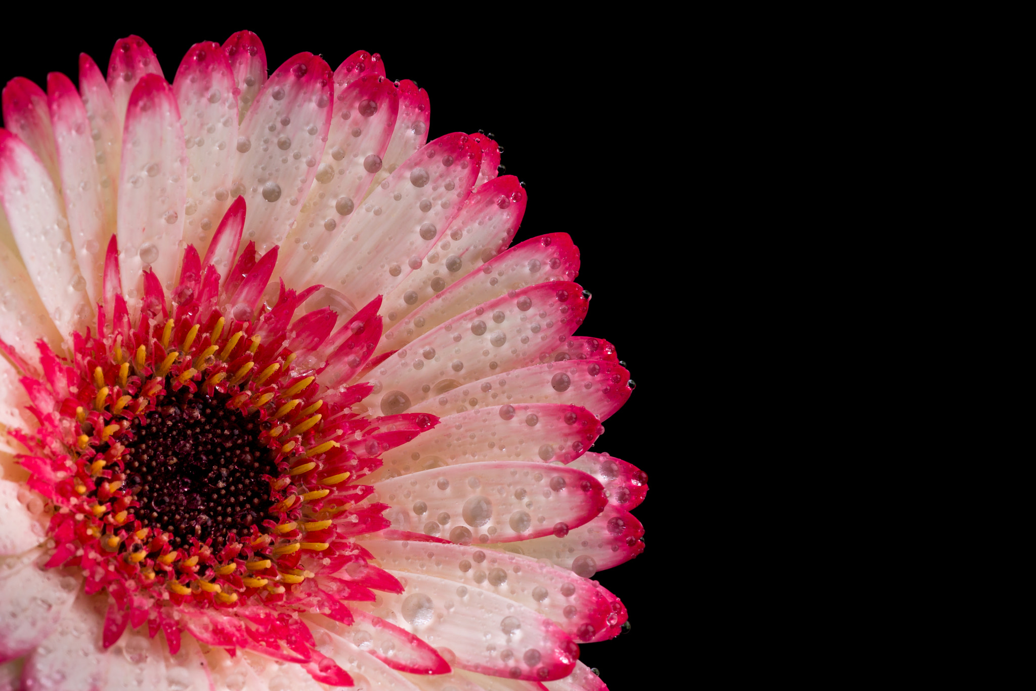 Sony SLT-A77 + Sony 100mm F2.8 Macro sample photo. Gerbera. photography