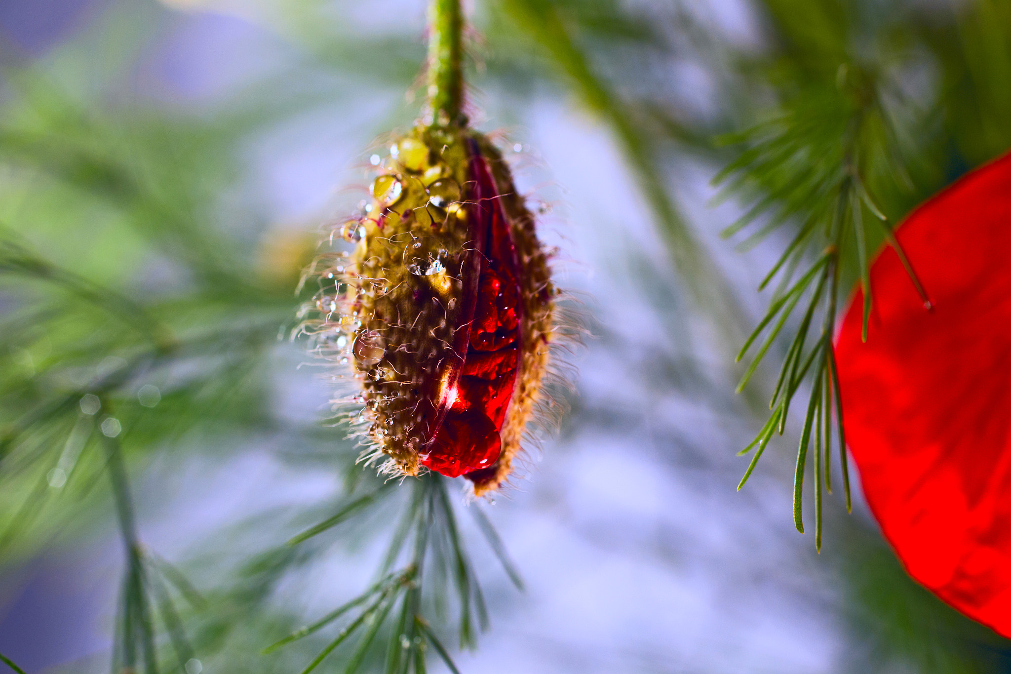 Canon EOS 6D + Canon EF 50mm F2.5 Macro sample photo. ***** photography