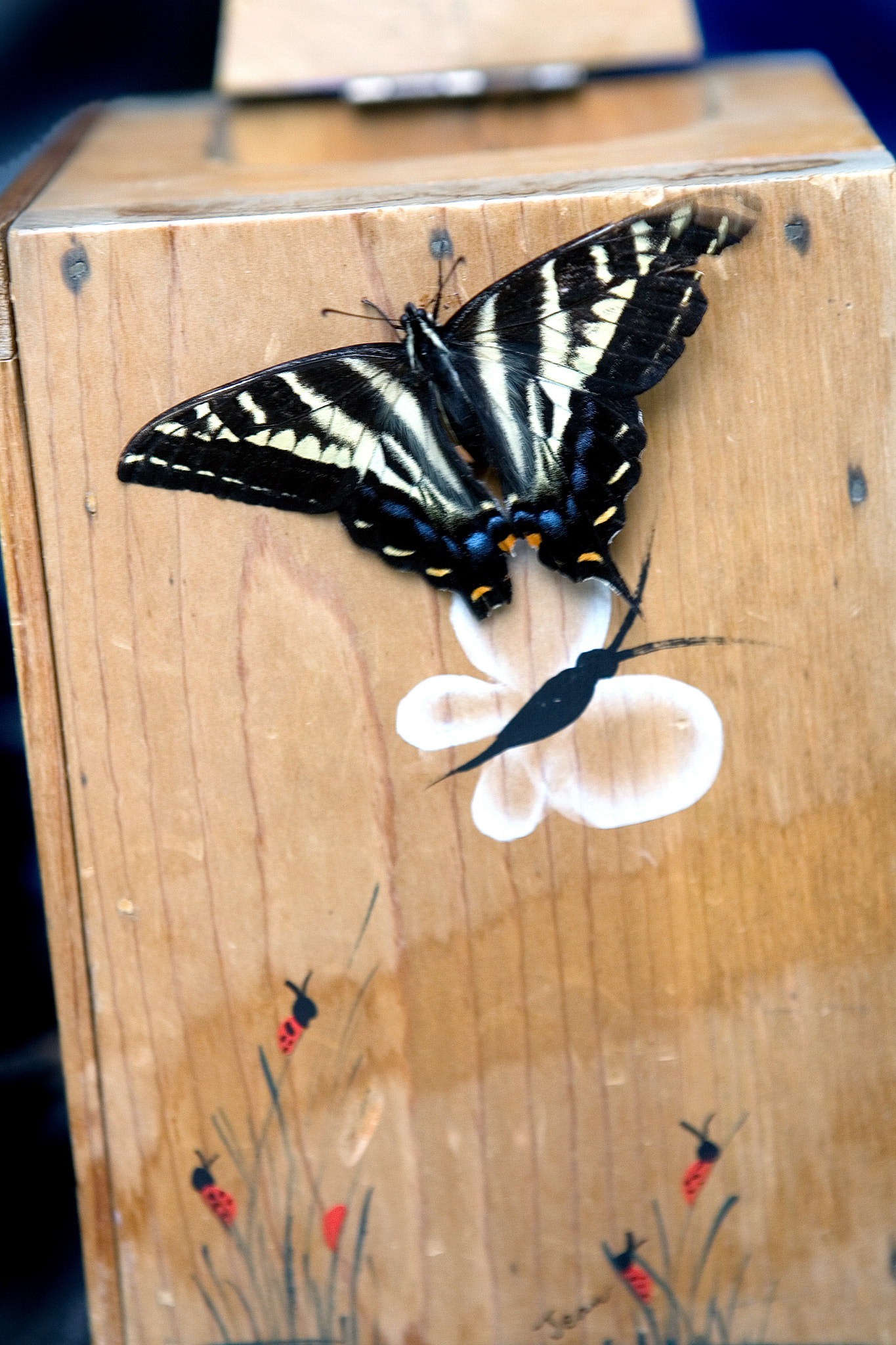 Canon EOS-1D Mark II N sample photo. Swallowtail photography