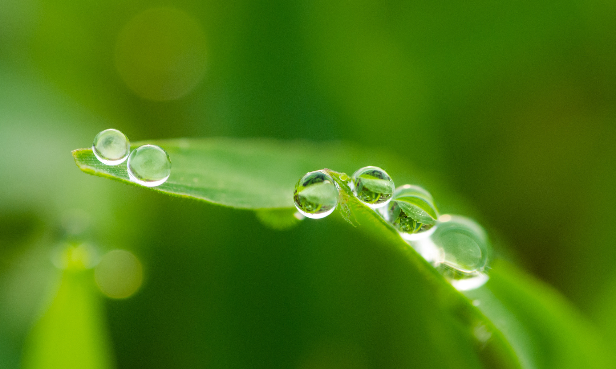 Pentax smc D-FA 100mm F2.8 Macro WR sample photo
