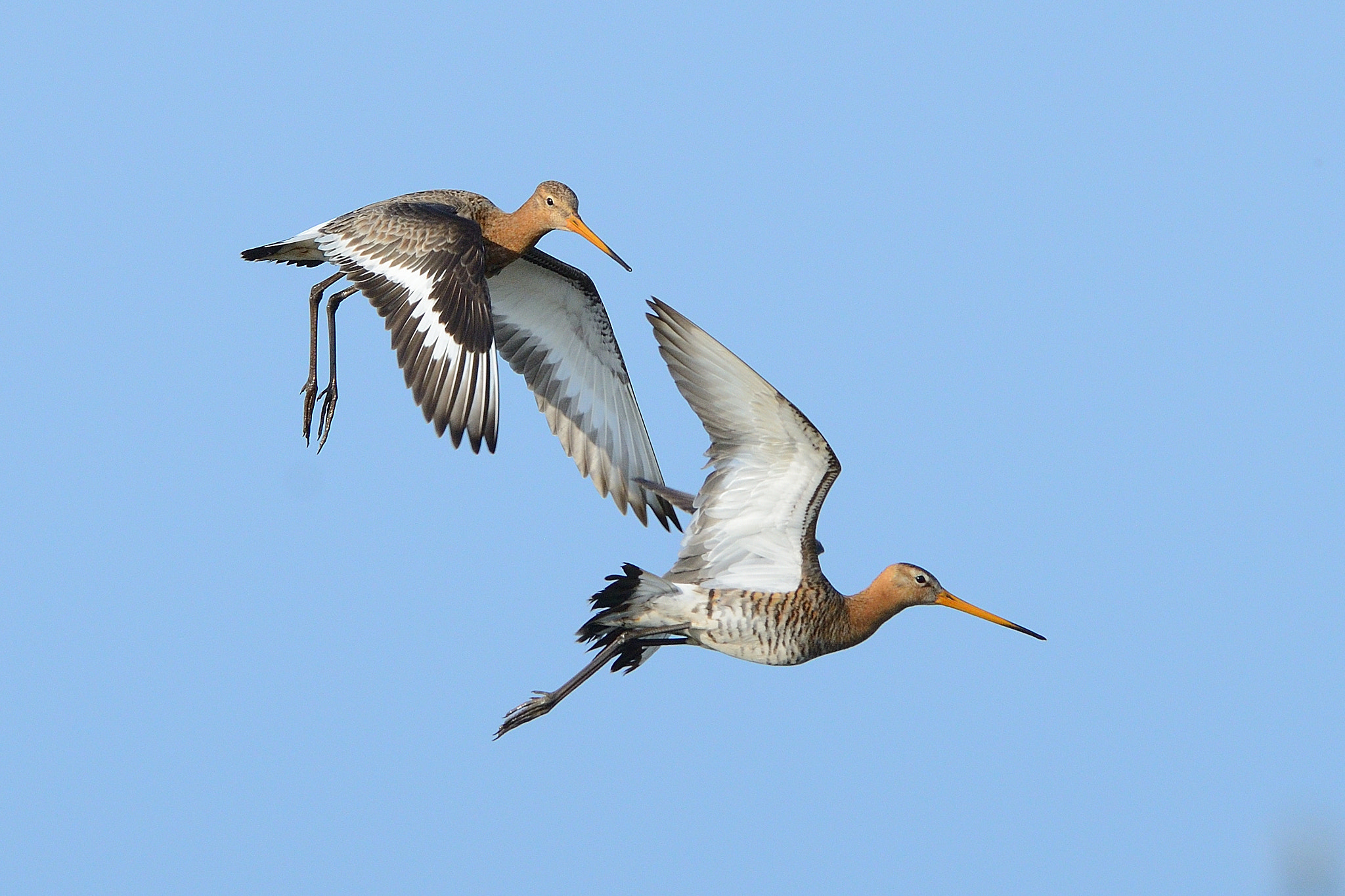 Nikon D800 + Nikon AF-S Nikkor 500mm F4G ED VR sample photo. Courtship display photography