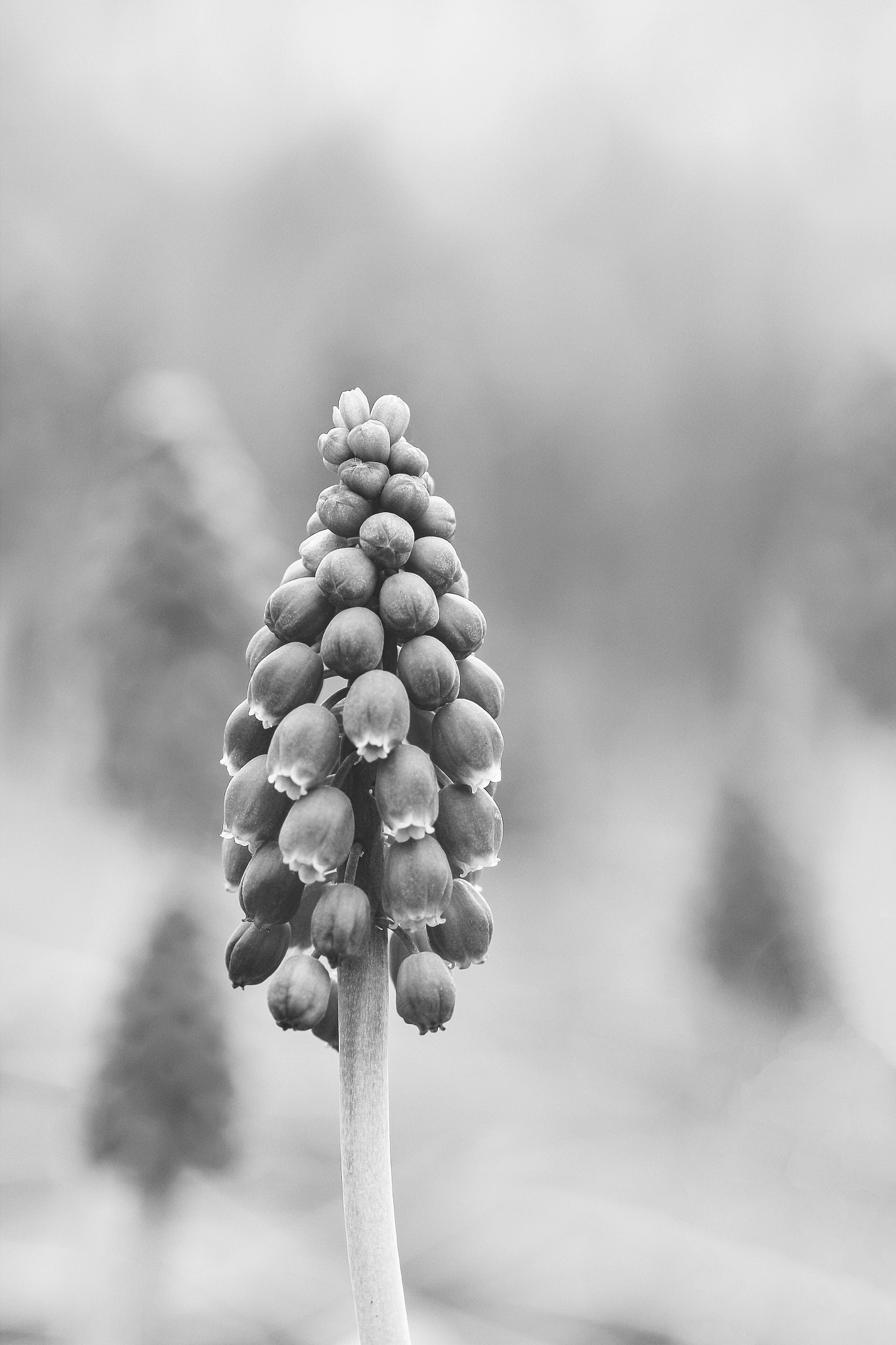 Sigma 105mm F2.8 EX DG OS HSM sample photo. Hyacinth photography
