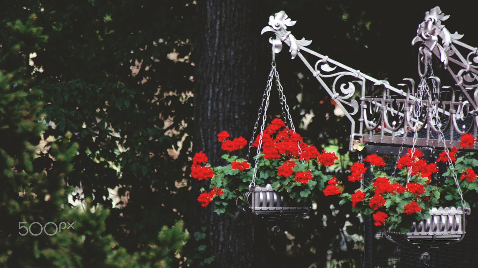 Canon EOS 450D (EOS Rebel XSi / EOS Kiss X2) sample photo. "who's been painting my roses red?" photography
