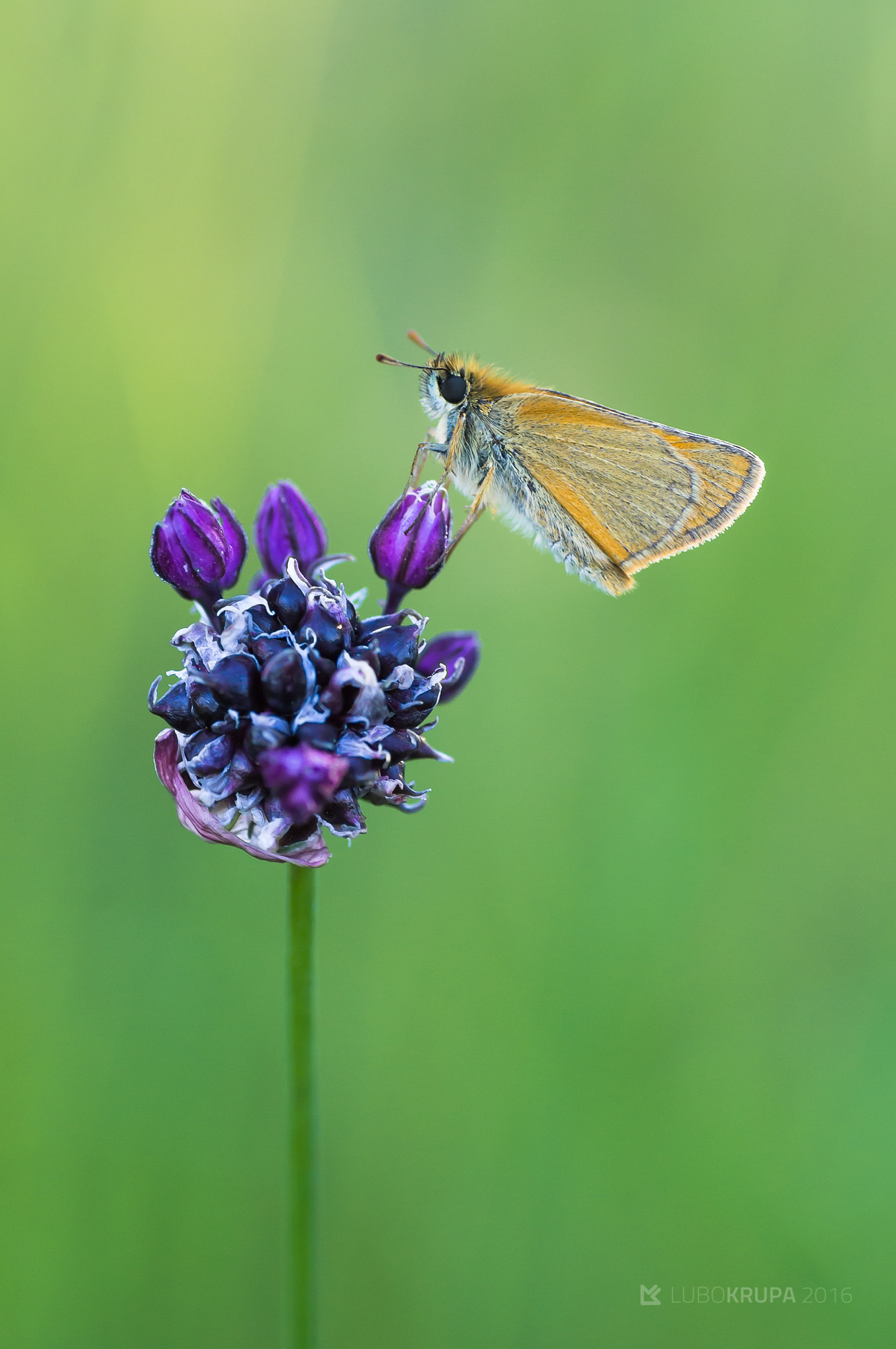 Pentax K-r + Tamron SP AF 90mm F2.8 Di Macro sample photo. Thymelicus sylvestris photography