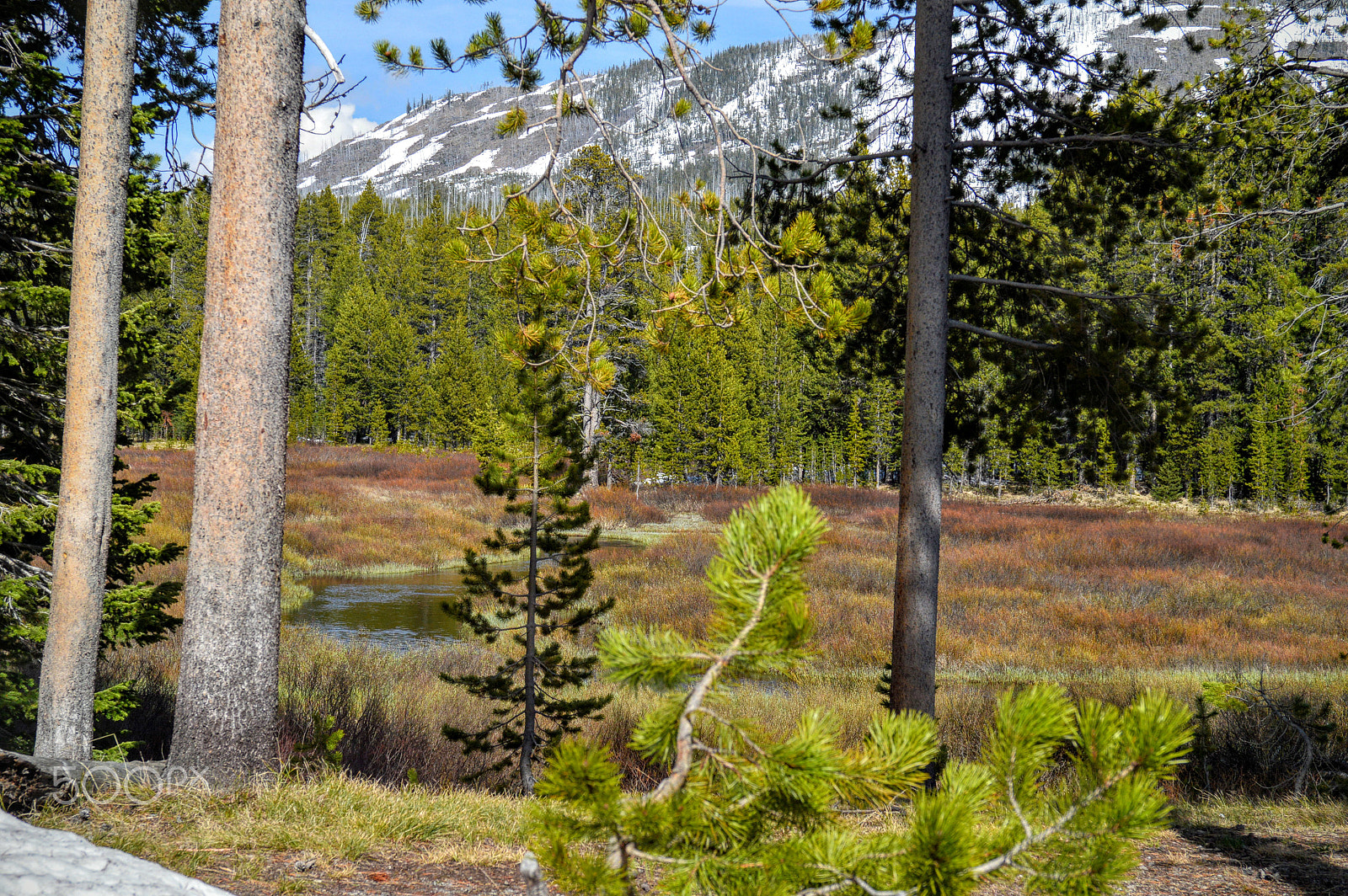 Nikon D3200 + AF-S Zoom-Nikkor 24-85mm f/3.5-4.5G IF-ED sample photo. Tetons, yellowstone photography