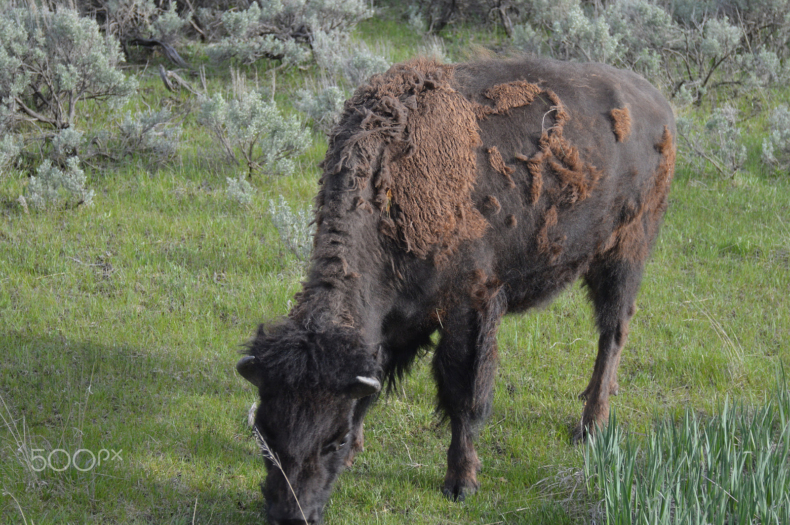Nikon D3200 + AF-S Zoom-Nikkor 24-85mm f/3.5-4.5G IF-ED sample photo. Bison at yellow stone national park photography