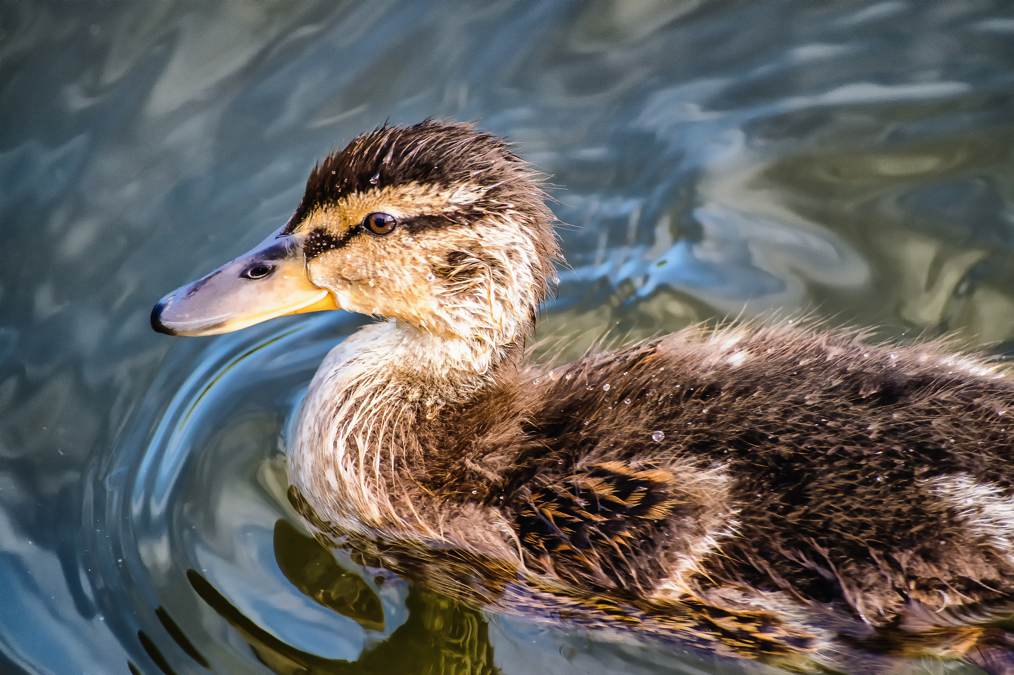 Pentax K-S1 + Sigma sample photo. Mallard duckling photography