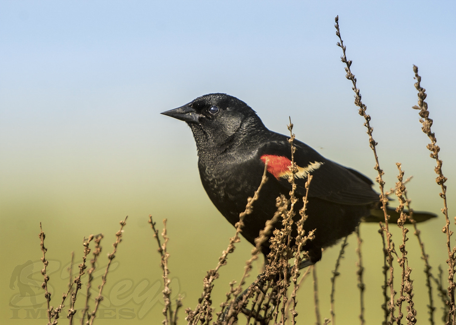 Nikon D7200 + Sigma 500mm F4.5 EX DG HSM sample photo. Red-wing on blue and tan photography