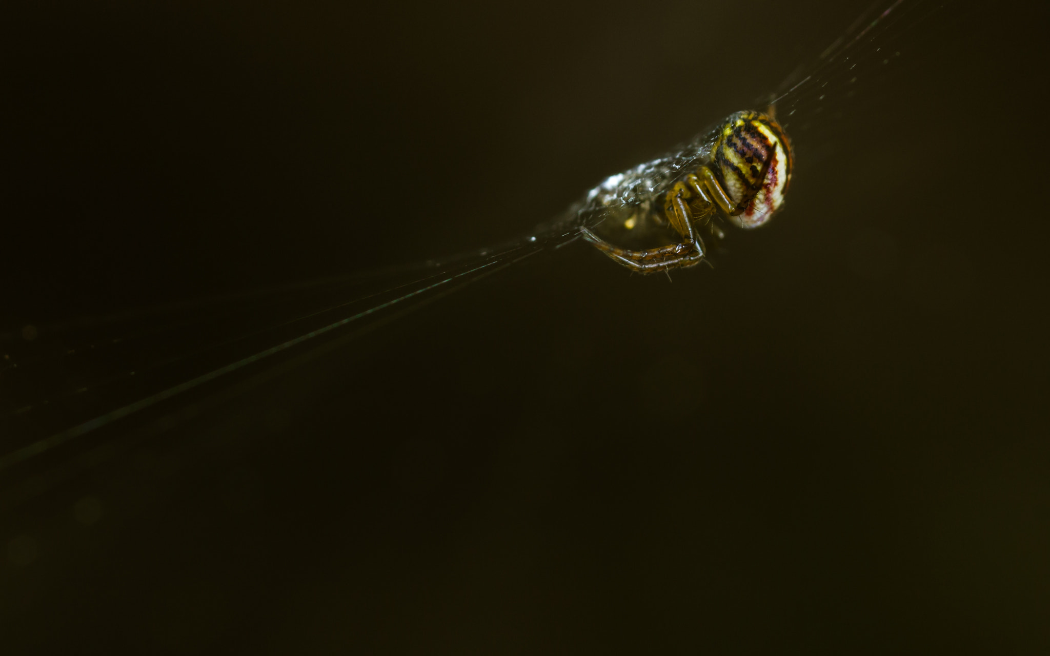 Canon MP-E 65mm F2.5 1-5x Macro Photo sample photo. Mangora acalypha photography