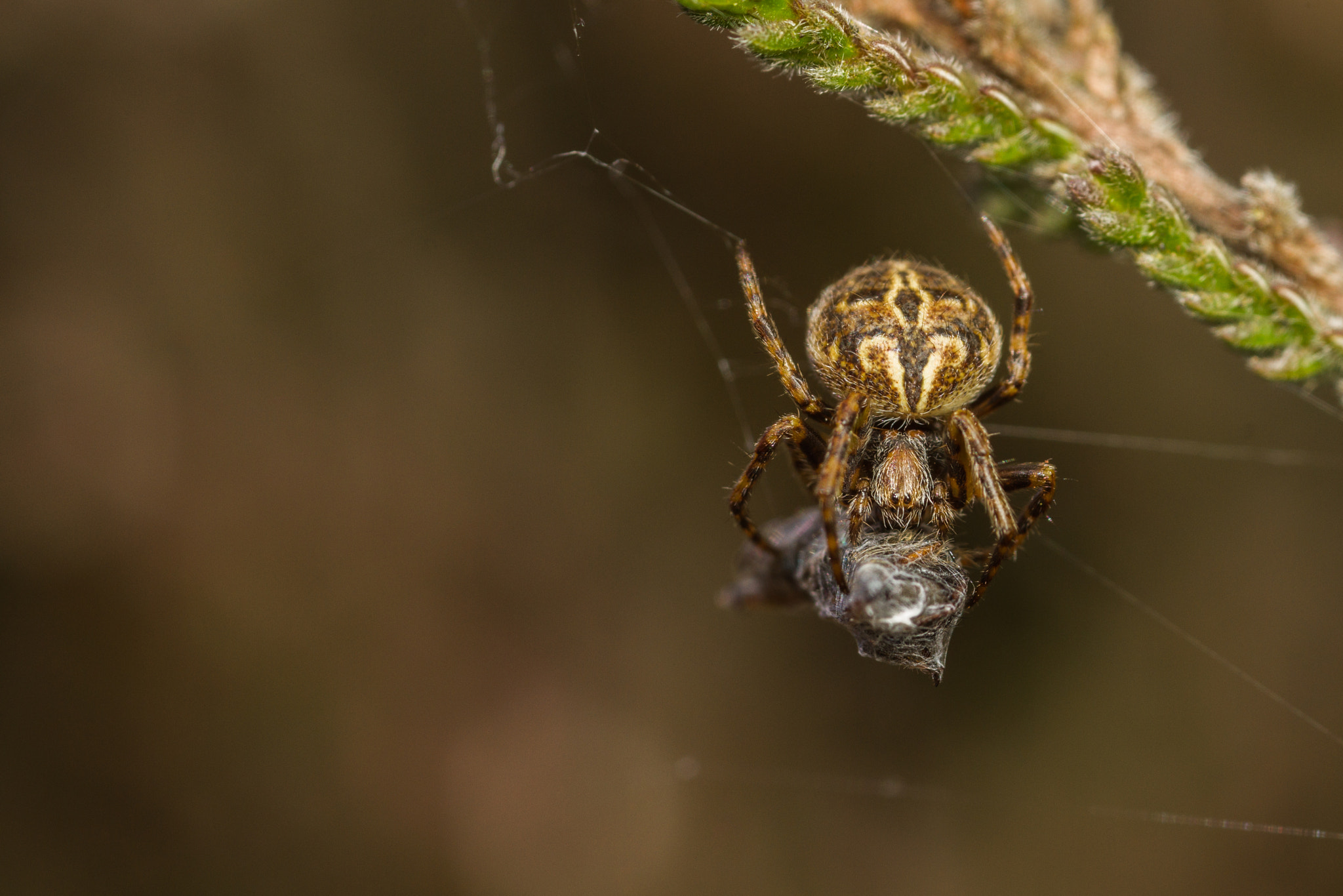 Canon MP-E 65mm F2.5 1-5x Macro Photo sample photo. Agalenatea redii photography