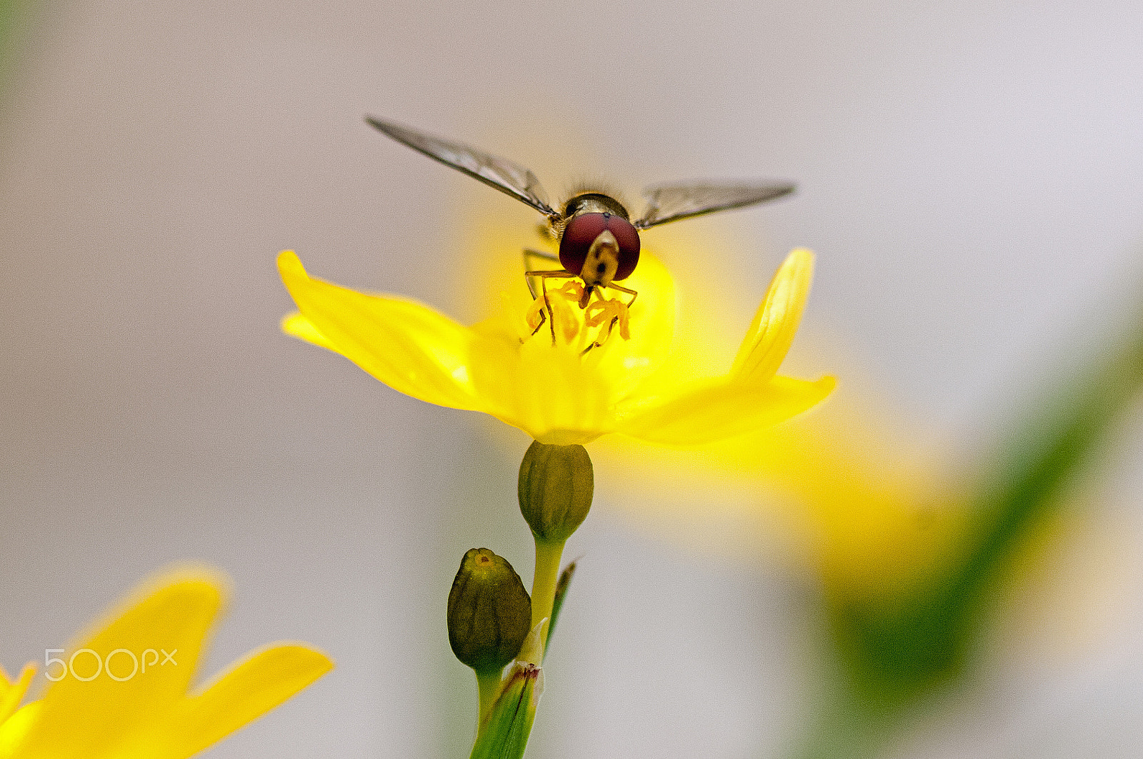 Nikon D2X sample photo. Dsc_6865 hoverfly photography
