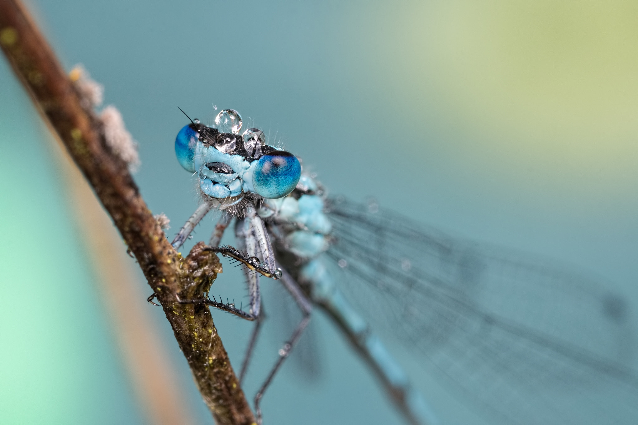 Canon EOS 760D (EOS Rebel T6s / EOS 8000D) + Canon MP-E 65mm F2.5 1-5x Macro Photo sample photo. Bubble balancing photography