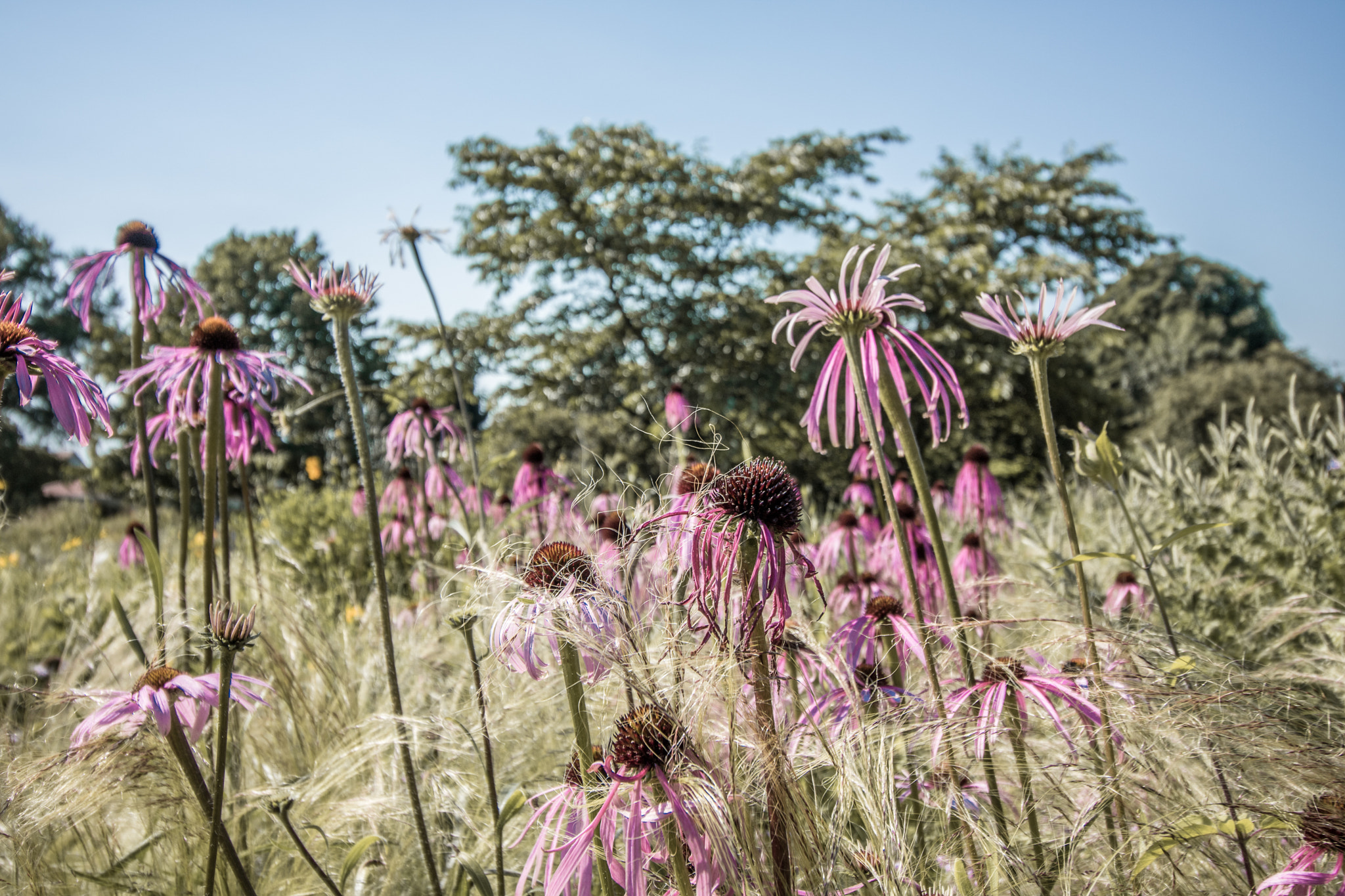 Canon EOS 750D (EOS Rebel T6i / EOS Kiss X8i) + Canon EF-S 10-18mm F4.5–5.6 IS STM sample photo. Echinacea & stipa tenuissima photography