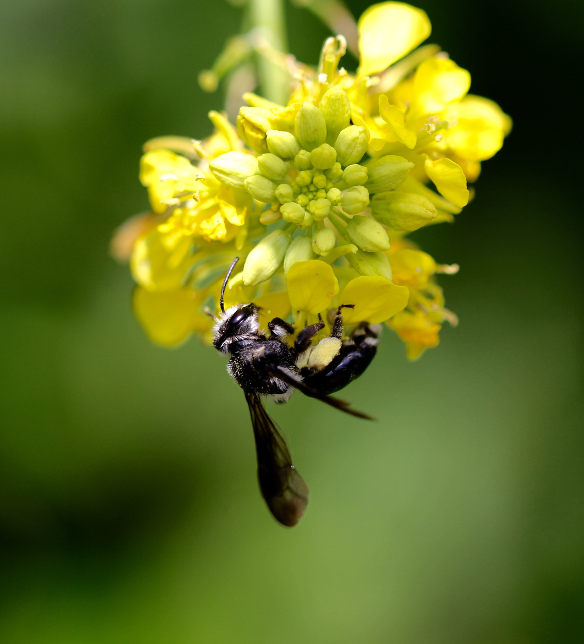 Sigma 105mm F2.8 EX DG OS HSM sample photo. () photography