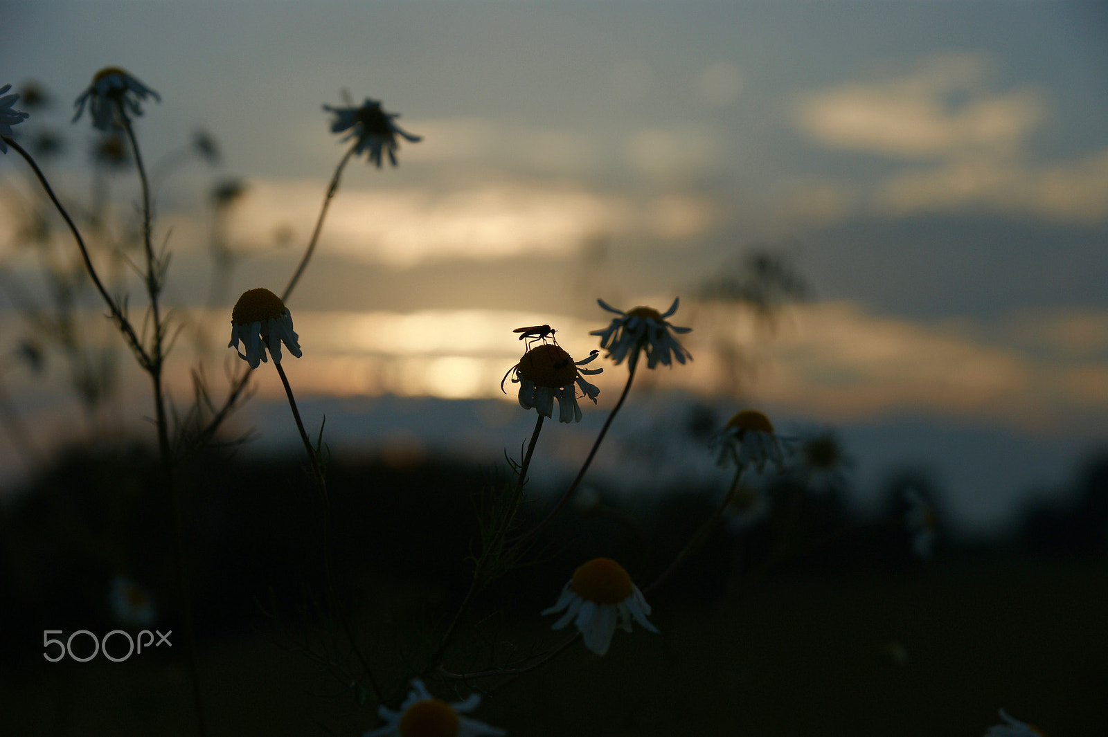 Sony Alpha DSLR-A290 + Sony DT 16-50mm F2.8 SSM sample photo. Meeting at sunset photography