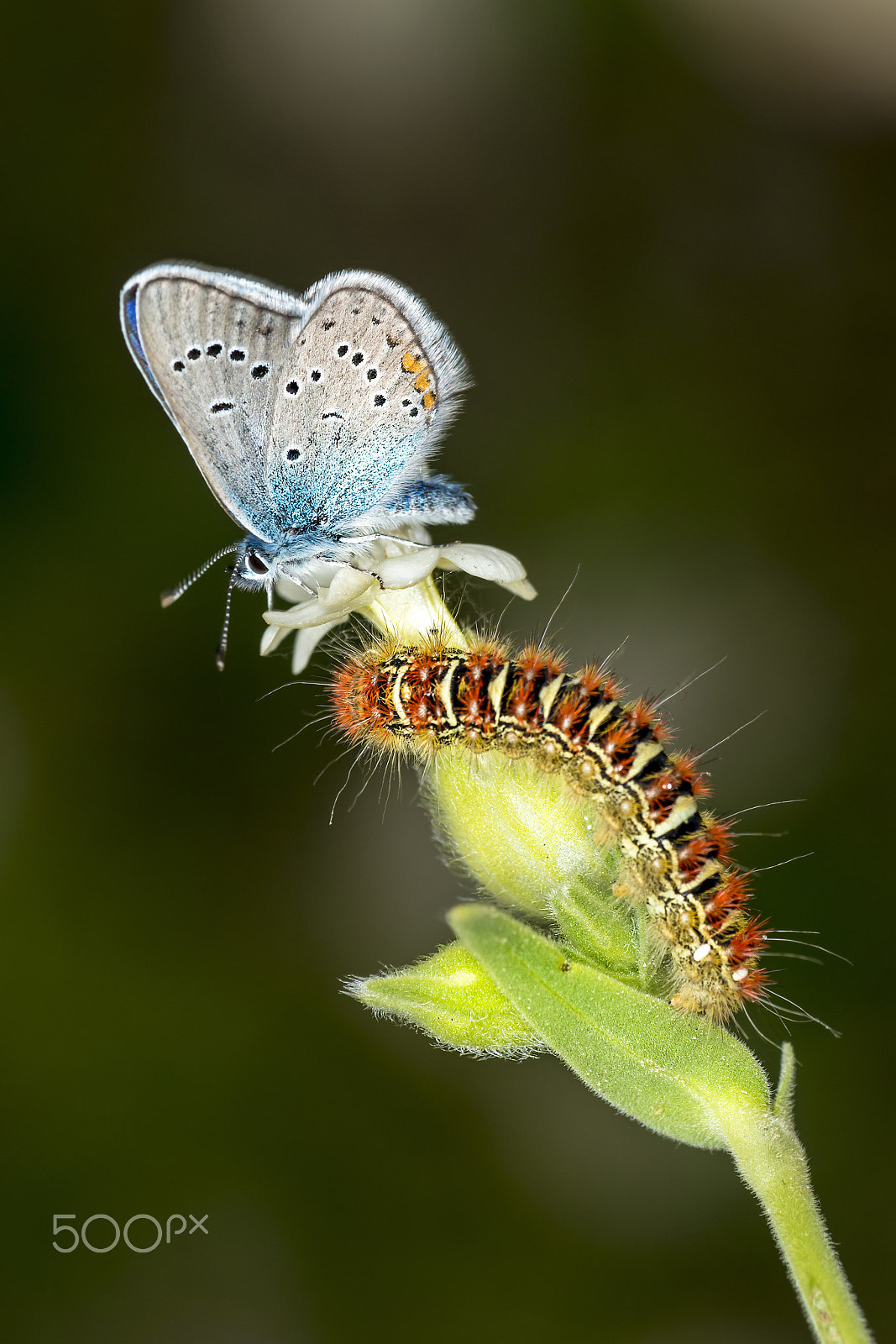 Nikon D800E sample photo. Butterfly and caterpillar photography