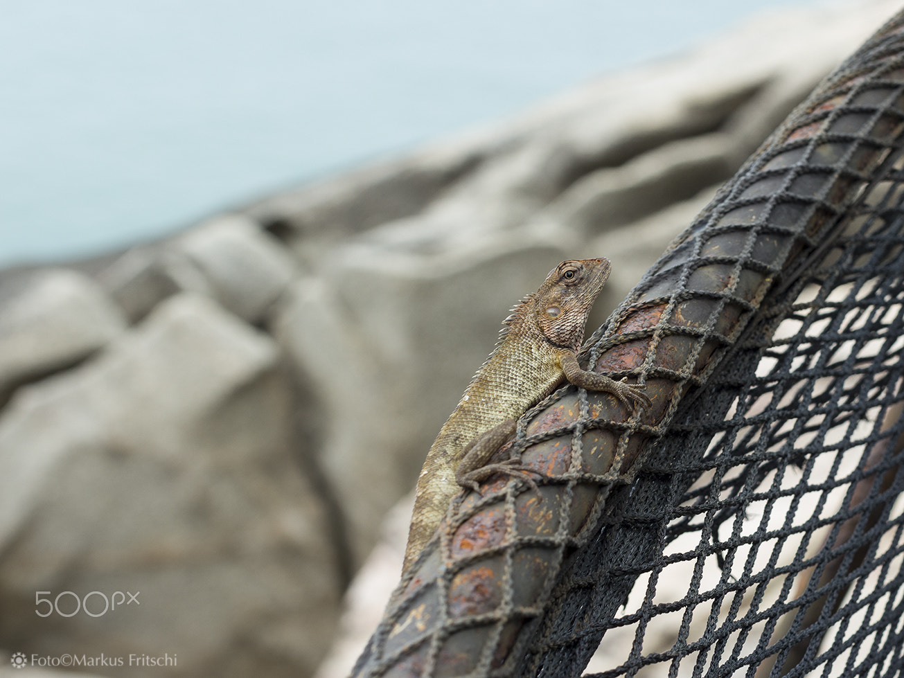 Canon EOS 100D (EOS Rebel SL1 / EOS Kiss X7) + Canon EF 50mm F1.2L USM sample photo. Gecko photography