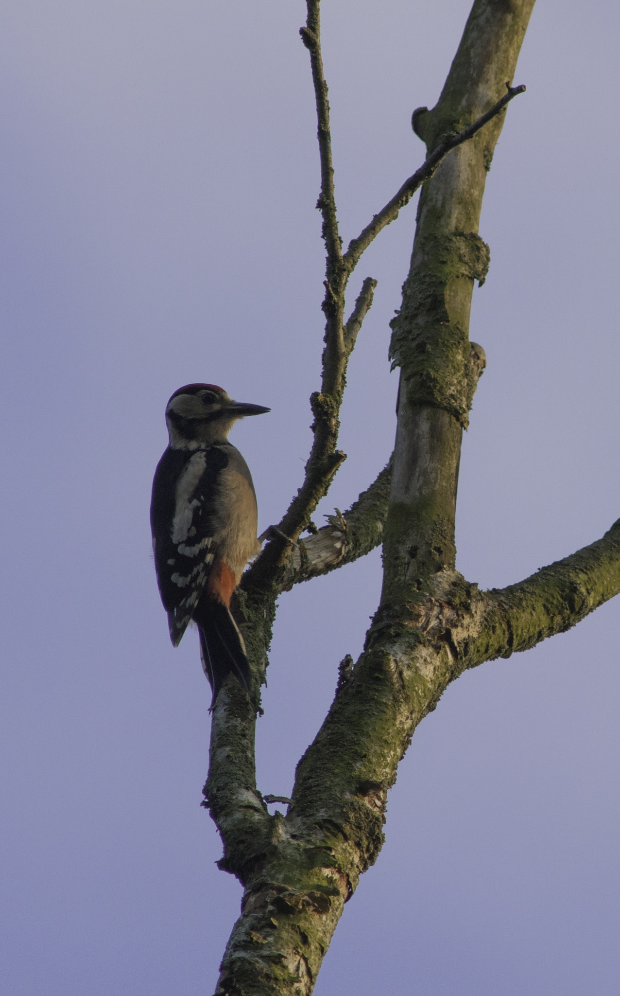 Nikon D90 + AF Nikkor 300mm f/4 IF-ED sample photo. Juvenile great spotted woodpecker photography