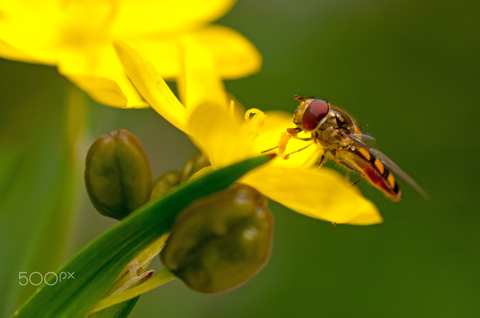 Nikon D2X sample photo. Dsc_6877hoverfly photography