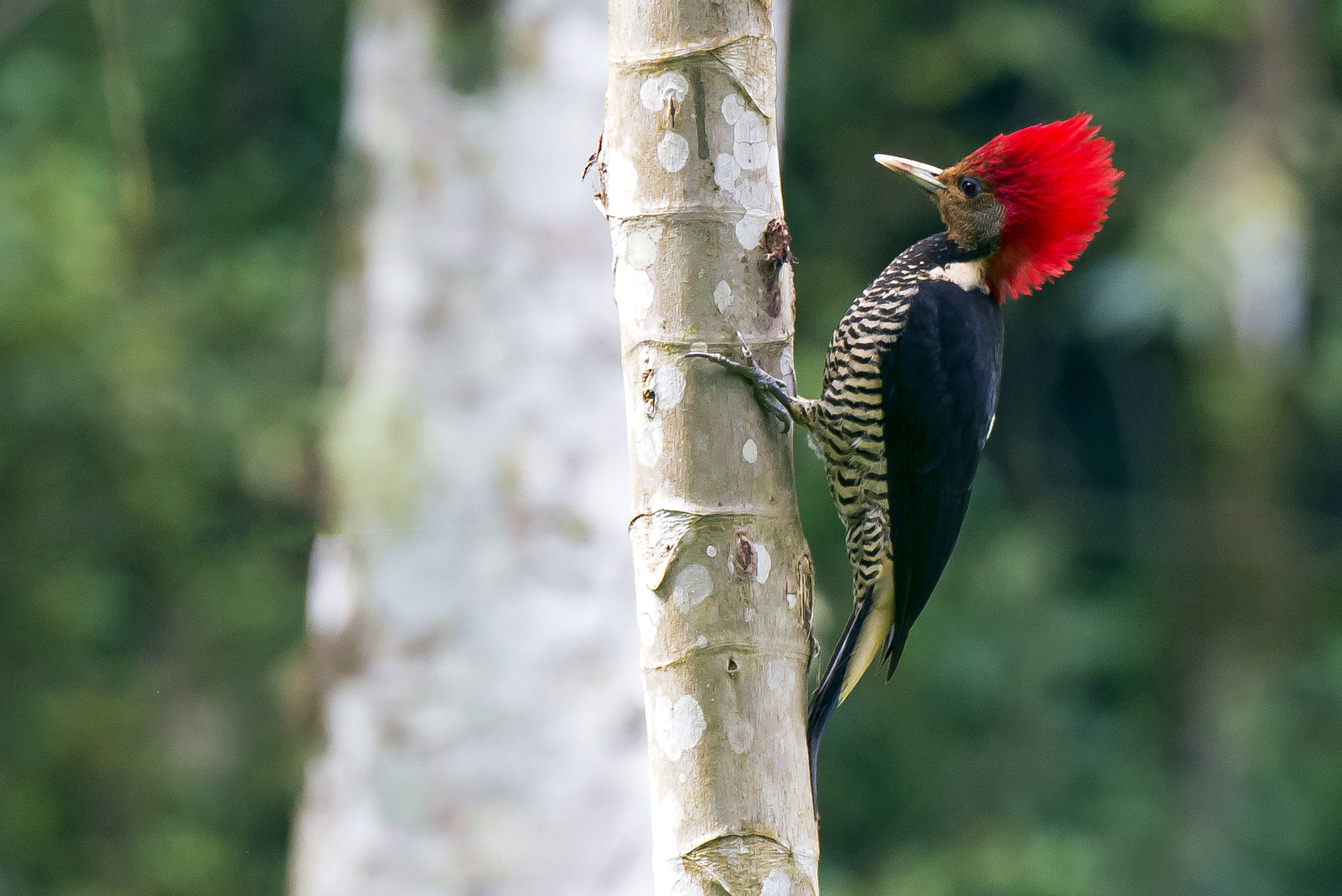 Nikon D600 sample photo. Helmeted woodpecker photography