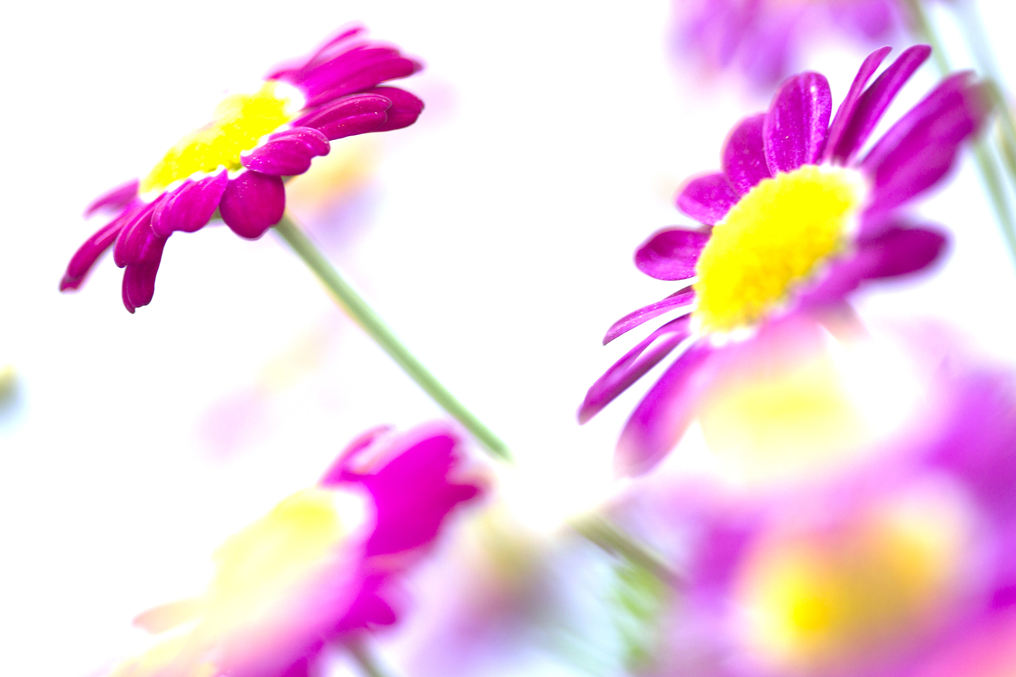 Canon EOS-1D Mark IV sample photo. Stand out from the crowd photography