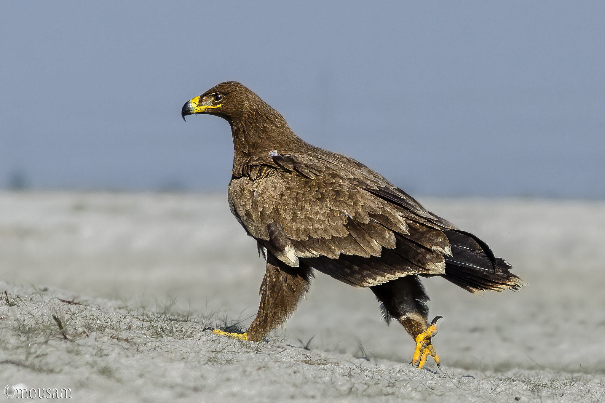 Nikon D5100 + Nikon AF-S Nikkor 300mm F4D ED-IF sample photo. Morning walk photography