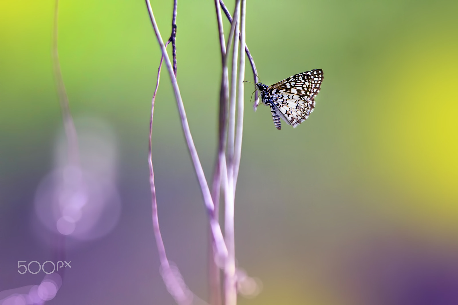 Canon EF 180mm F3.5L Macro USM sample photo. Affection photography