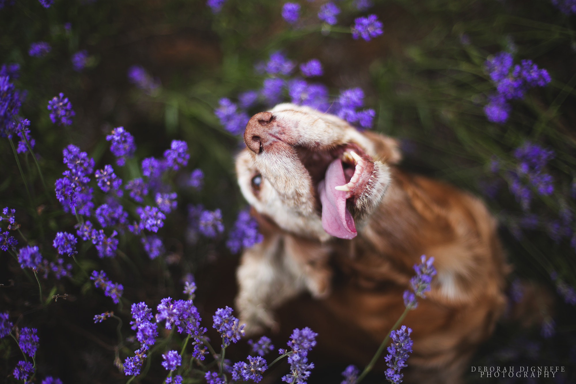 Canon EOS 6D + Canon EF 50mm F1.4 USM sample photo. Happy photography