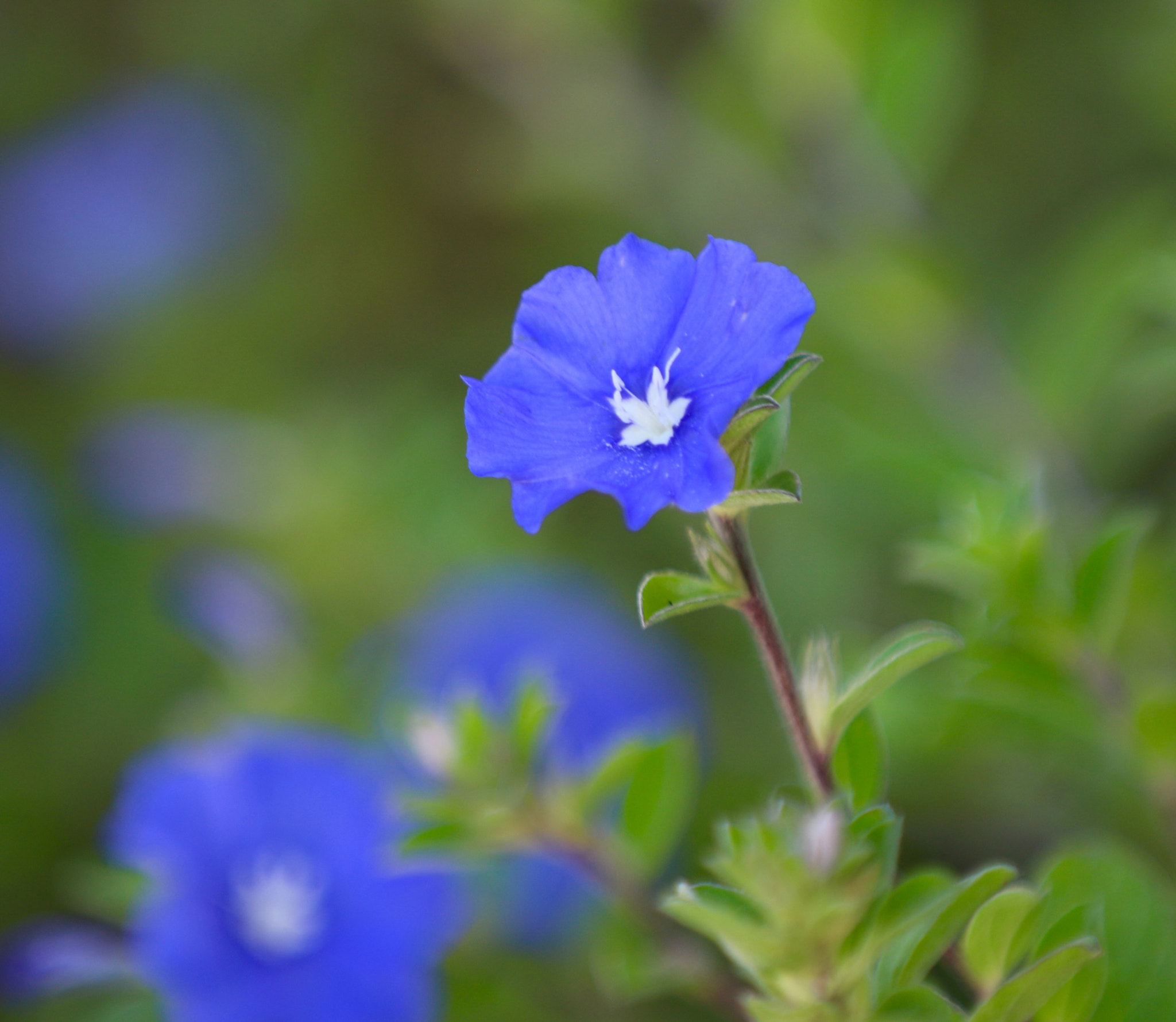 Canon EF 70-200mm F2.8L IS II USM sample photo. Image photography
