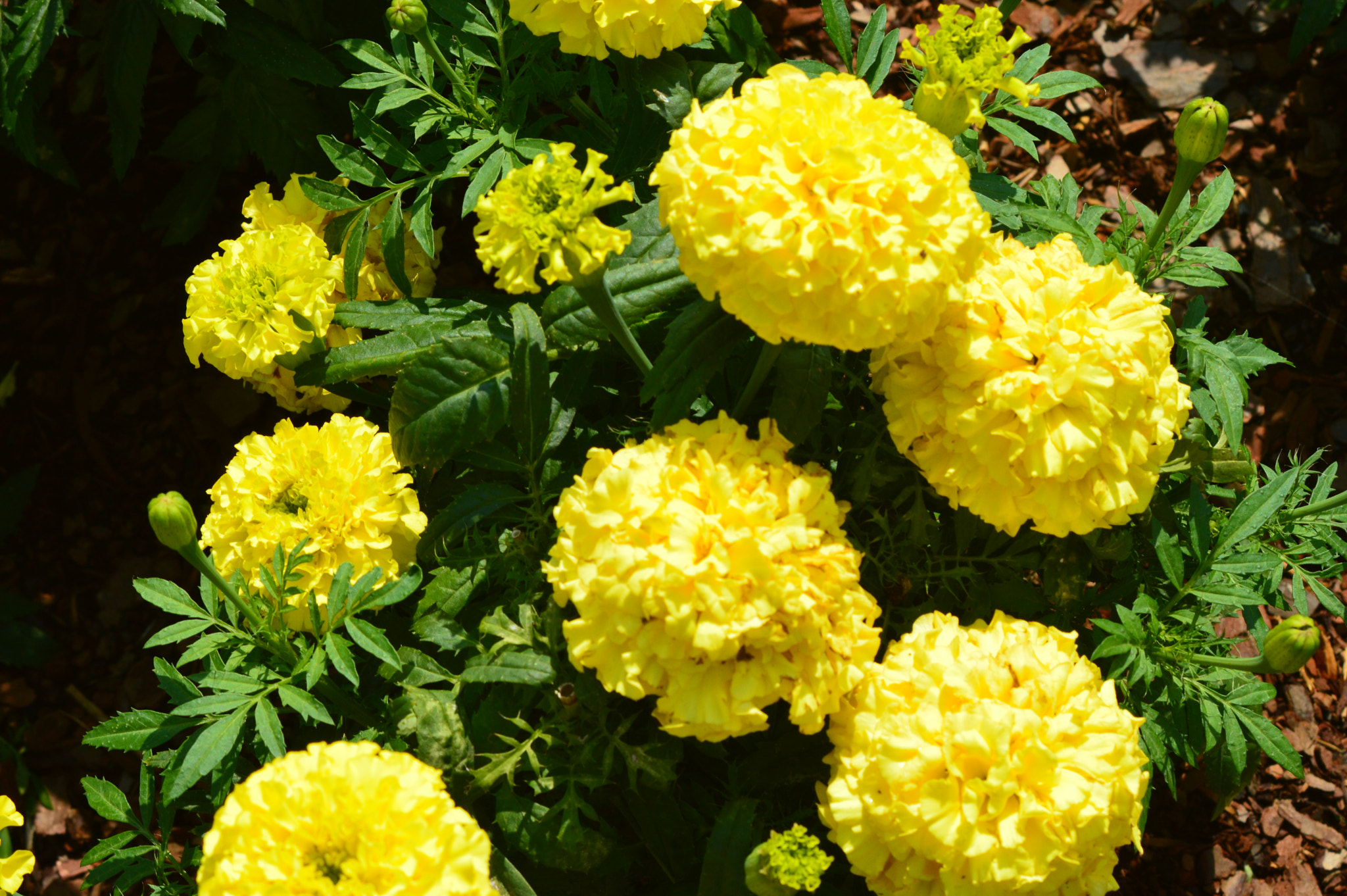 AF Zoom-Nikkor 35-70mm f/3.3-4.5 N sample photo. [] photography