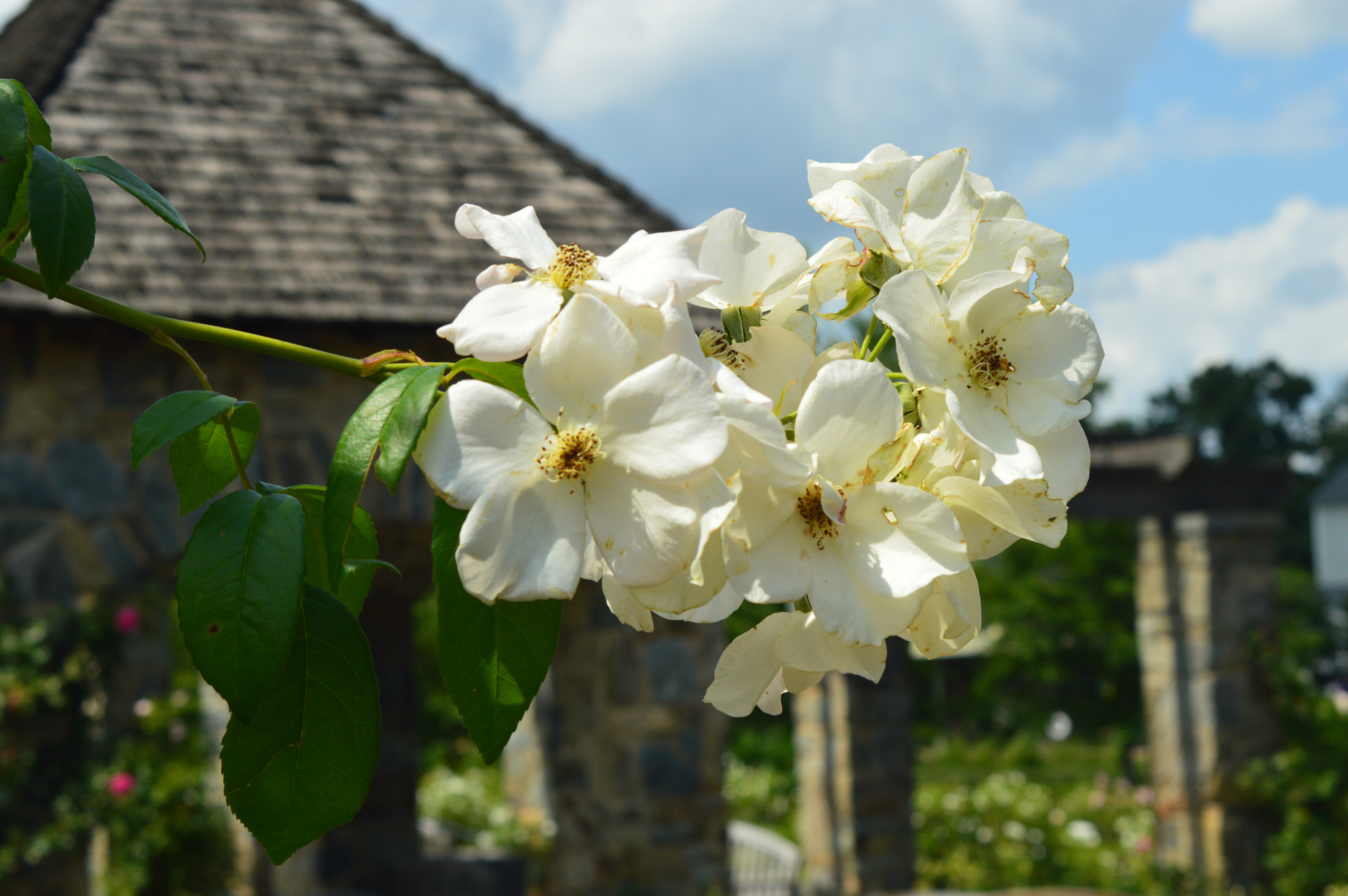 AF Zoom-Nikkor 35-70mm f/3.3-4.5 N sample photo. [] photography