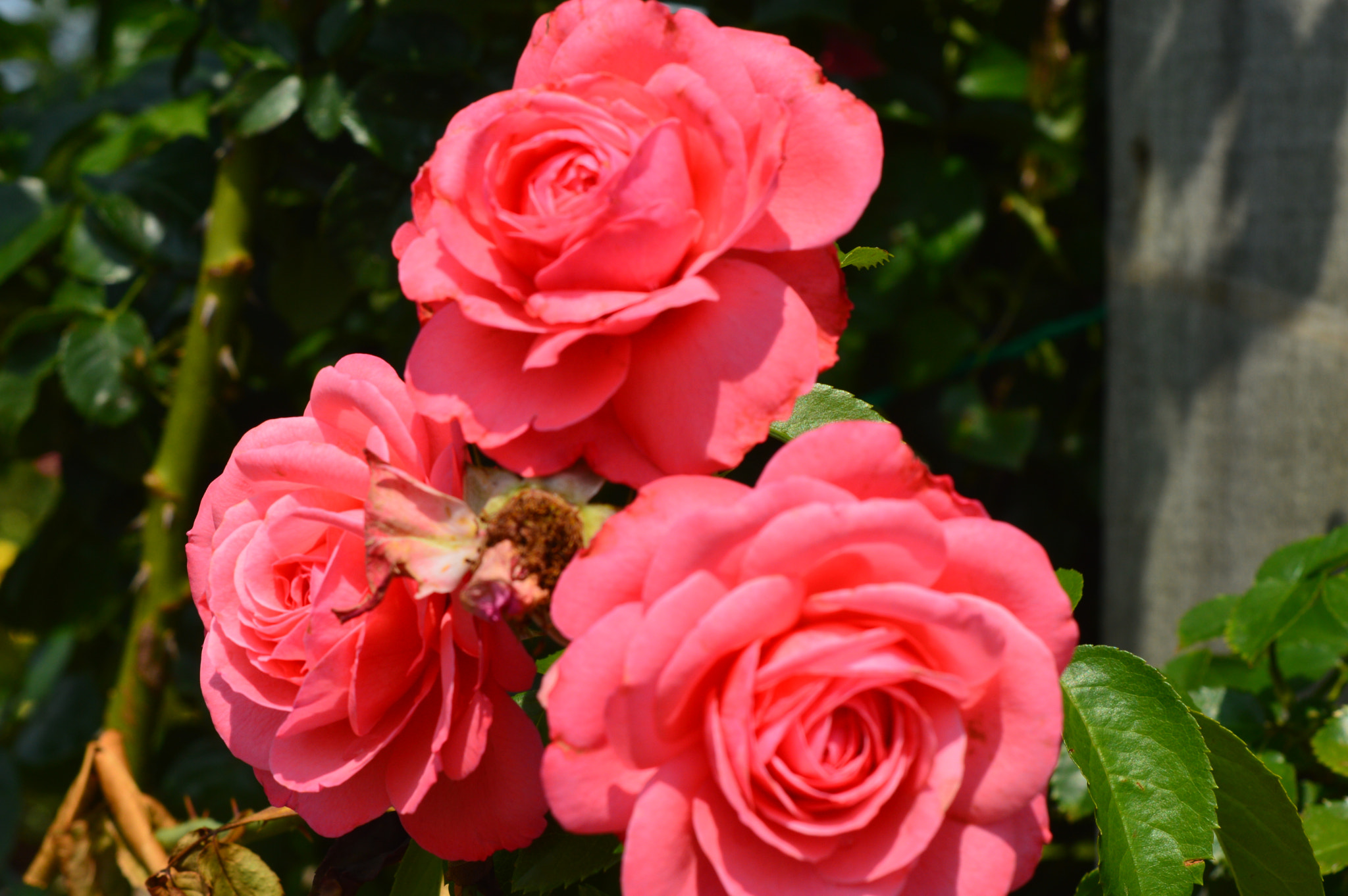 AF Zoom-Nikkor 35-70mm f/3.3-4.5 N sample photo. [] photography