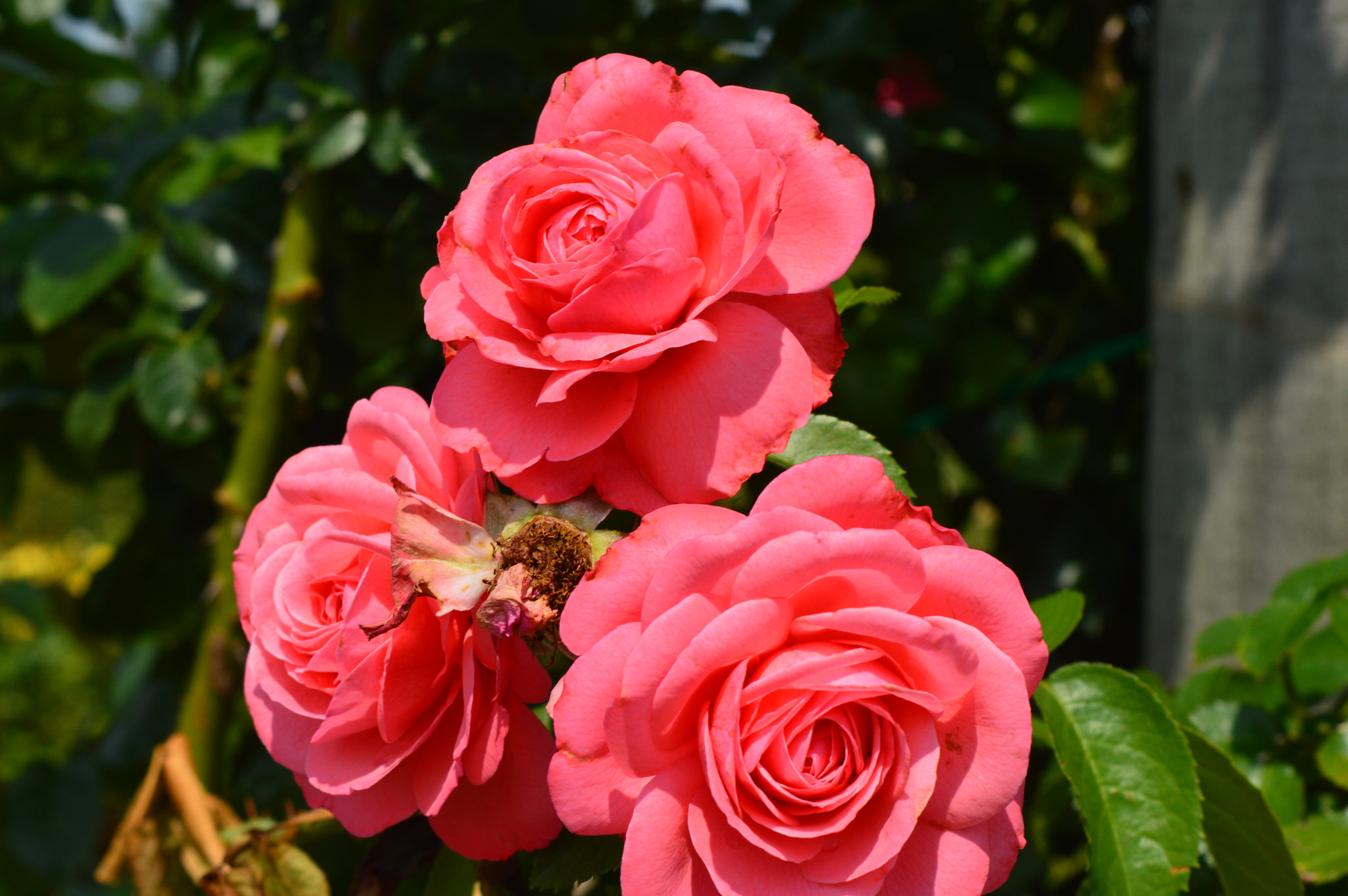 AF Zoom-Nikkor 35-70mm f/3.3-4.5 N sample photo. [] photography