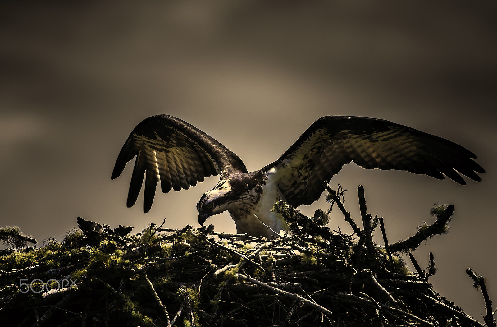 Nikon AF-S Nikkor 200-500mm F5.6E ED VR sample photo. Seahawk osprey no. 2 photography
