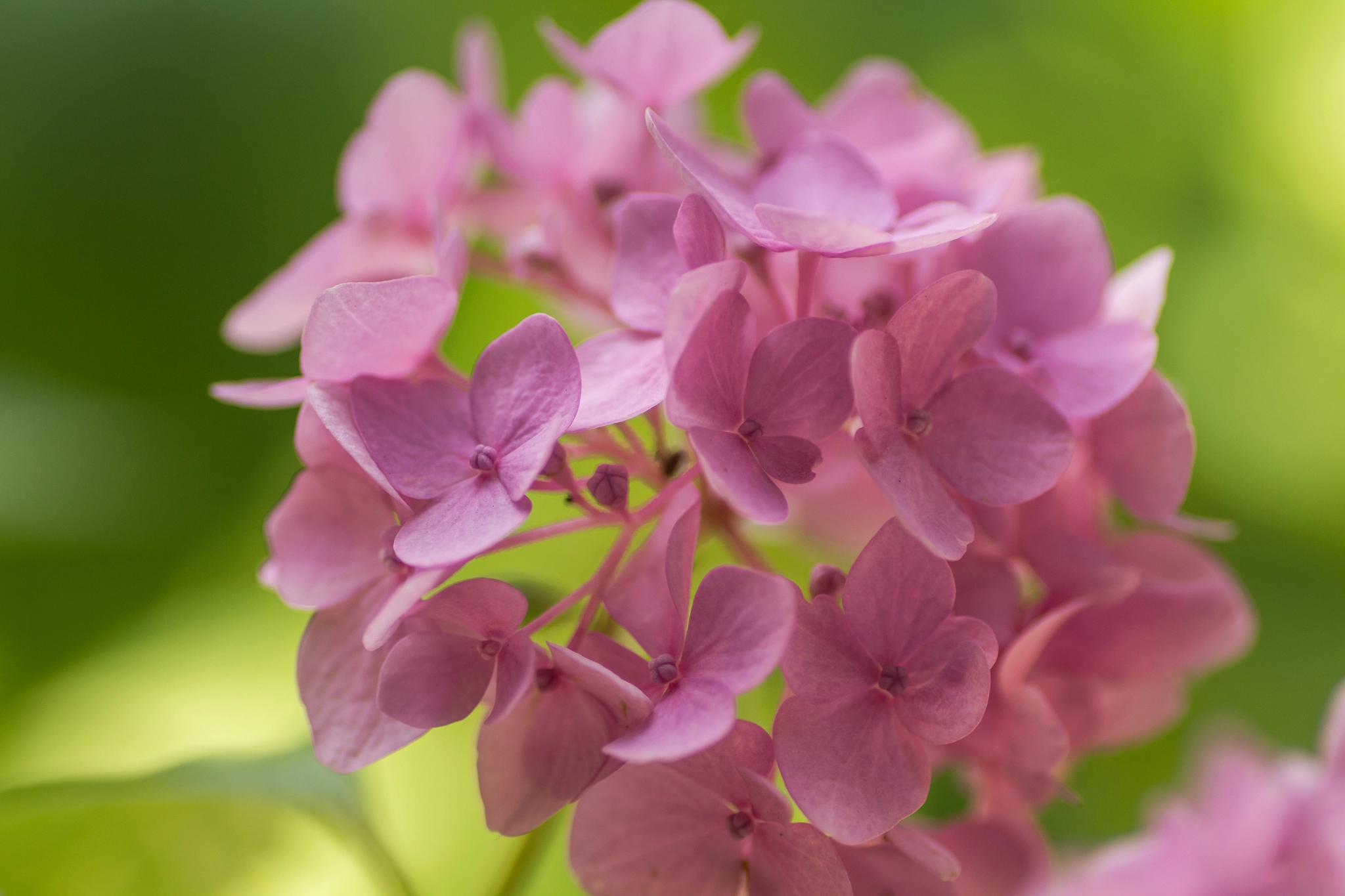 Canon EOS 700D (EOS Rebel T5i / EOS Kiss X7i) + Tamron SP AF 90mm F2.8 Di Macro sample photo. Pink flower photography