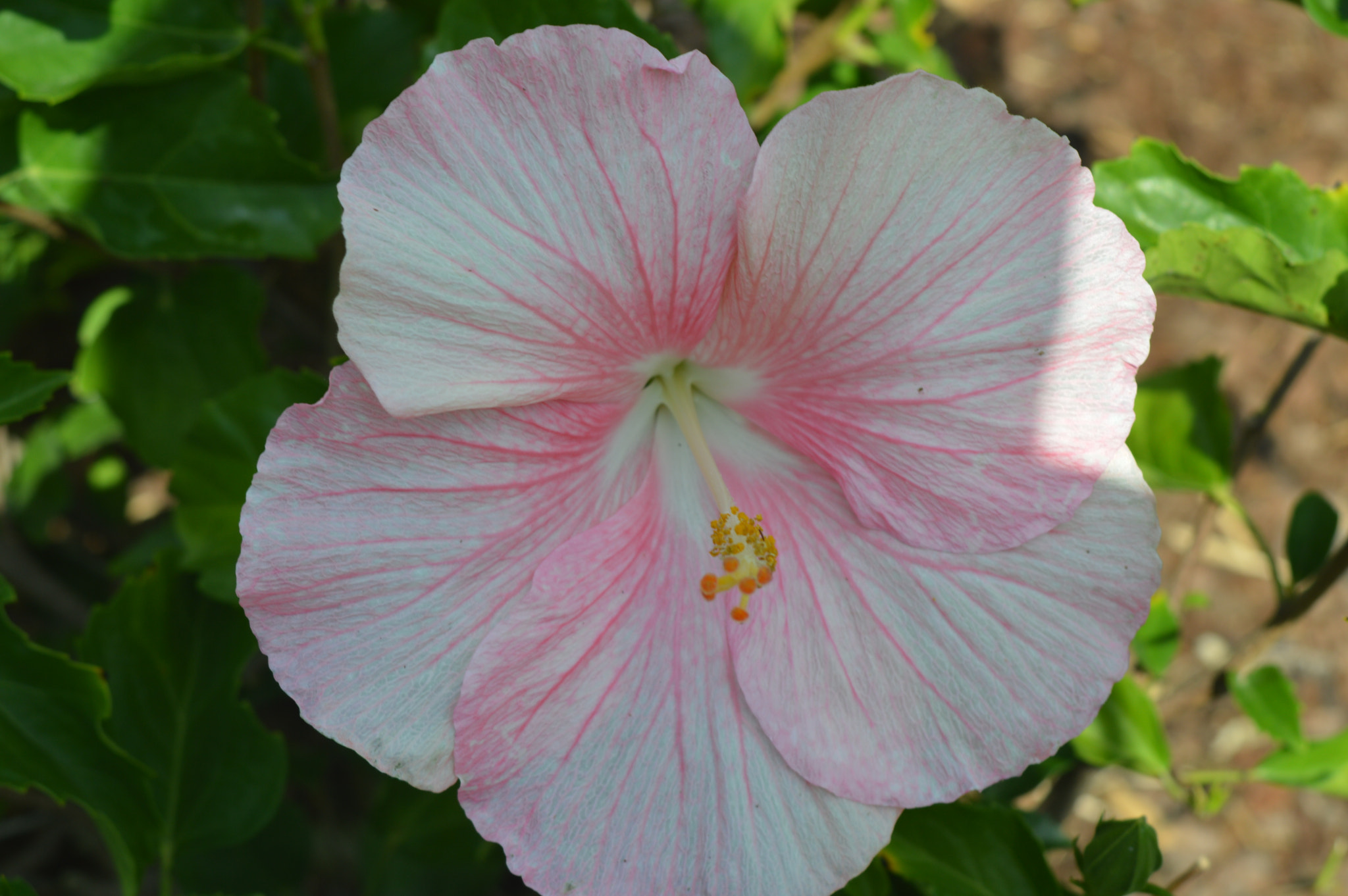 AF Zoom-Nikkor 35-70mm f/3.3-4.5 N sample photo. [] photography