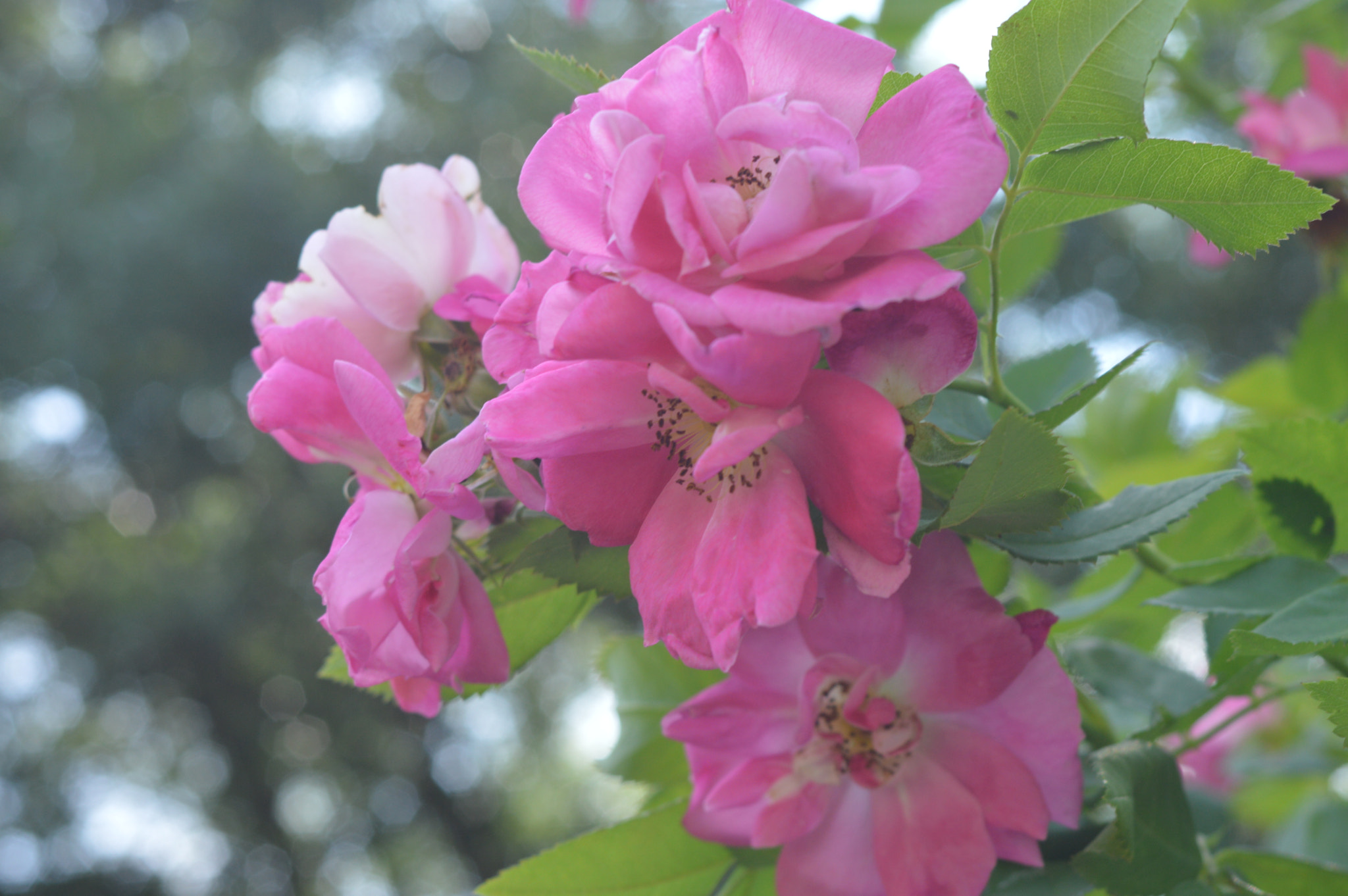 AF Zoom-Nikkor 35-70mm f/3.3-4.5 N sample photo. Pink flowers photography